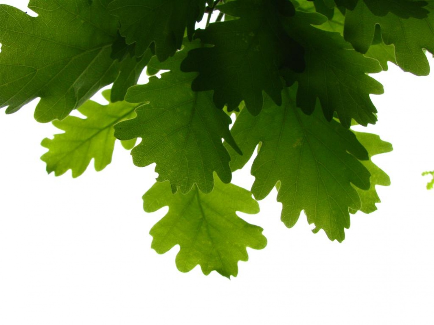 Tri bratovščine, dva vrhunska strokovnjaka ter četica odraslih in otrok. Vsi zaljubljeni v gozd smo spoznavali njegov pomen, njegove prebivalce, ga občutili in dojemali. Drugače. Hvala Tonetu Lesniku.