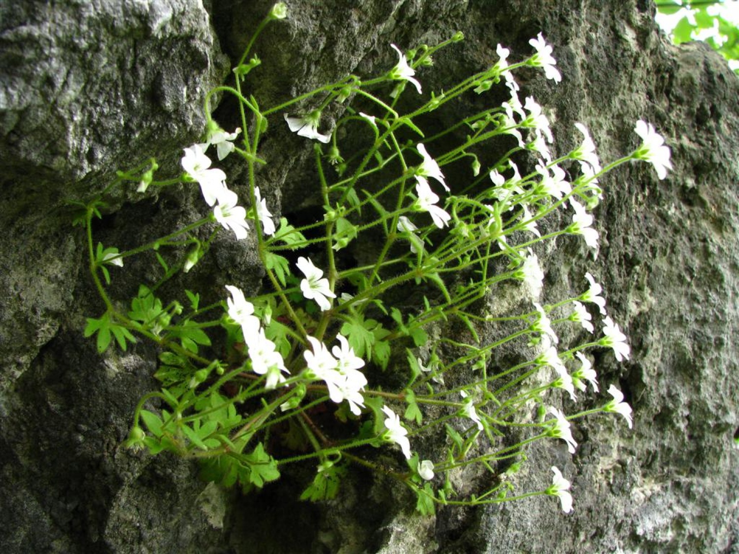 Tri bratovščine, dva vrhunska strokovnjaka ter četica odraslih in otrok. Vsi zaljubljeni v gozd smo spoznavali njegov pomen, njegove prebivalce, ga občutili in dojemali. Drugače. Hvala Tonetu Lesniku.