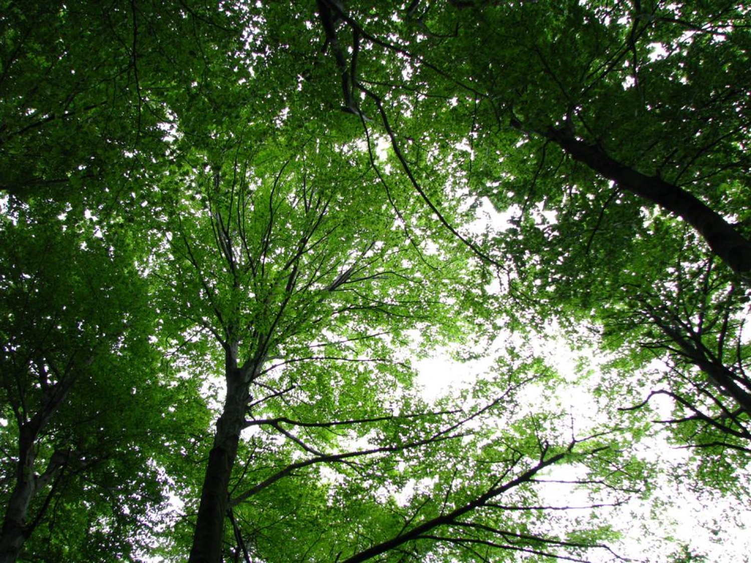 Tri bratovščine, dva vrhunska strokovnjaka ter četica odraslih in otrok. Vsi zaljubljeni v gozd smo spoznavali njegov pomen, njegove prebivalce, ga občutili in dojemali. Drugače. Hvala Tonetu Lesniku.