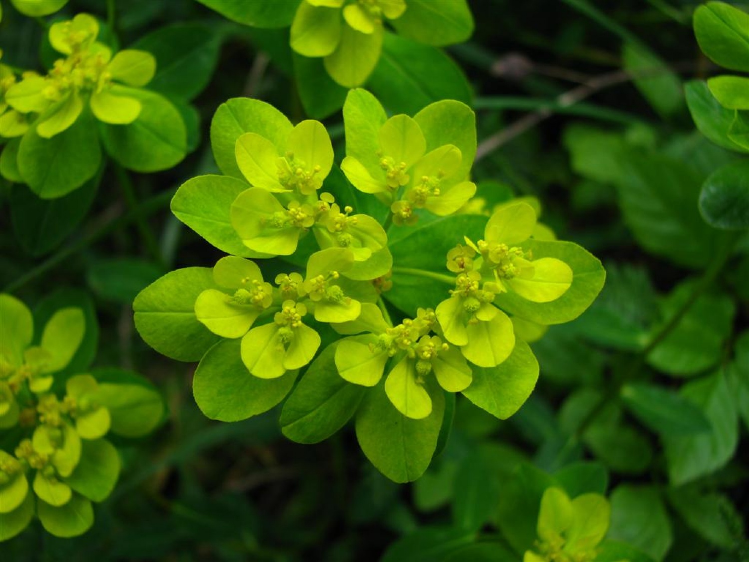Tri bratovščine, dva vrhunska strokovnjaka ter četica odraslih in otrok. Vsi zaljubljeni v gozd smo spoznavali njegov pomen, njegove prebivalce, ga občutili in dojemali. Drugače. Hvala Tonetu Lesniku.