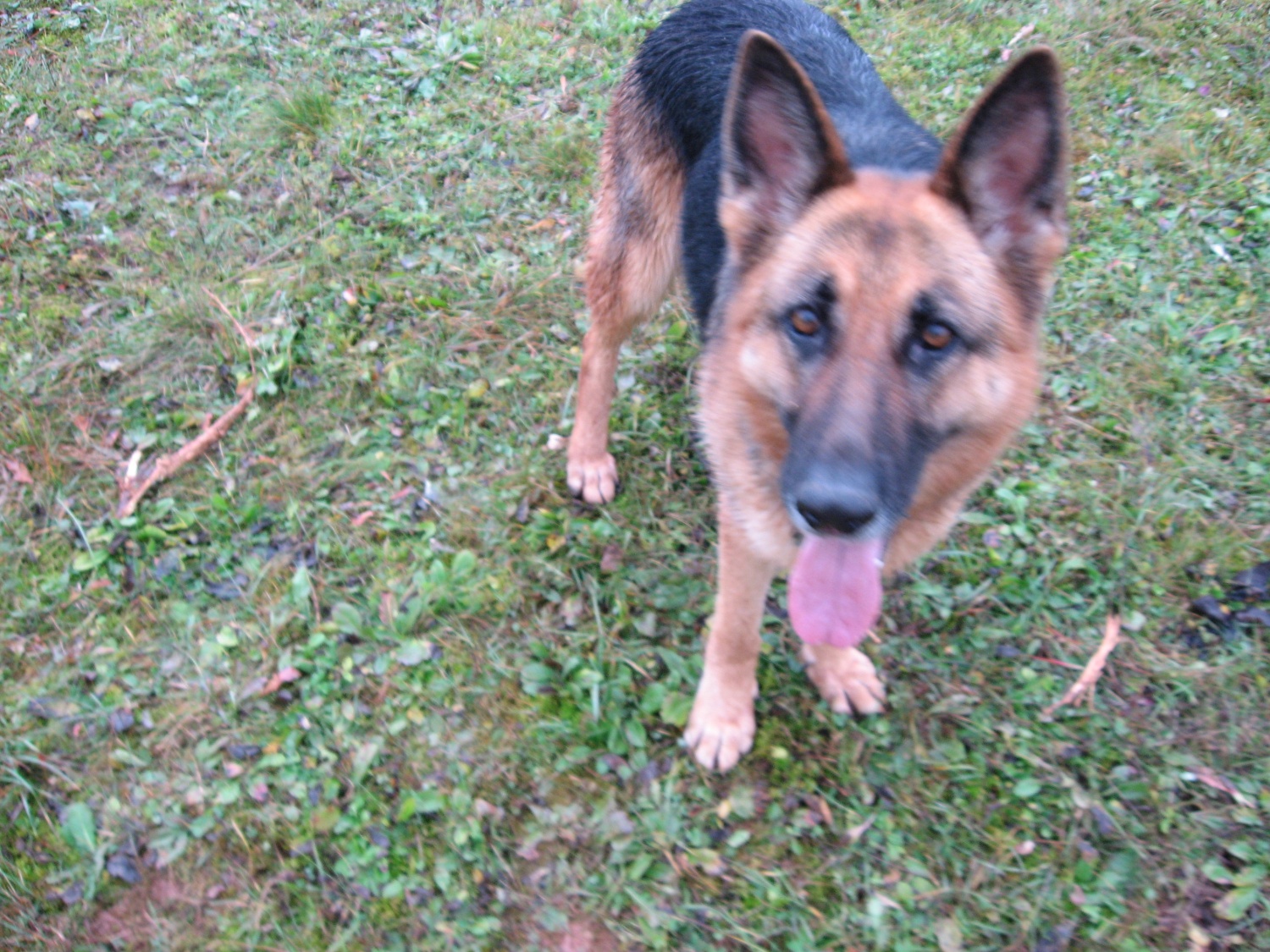 Psička, ki nam je delala družbo