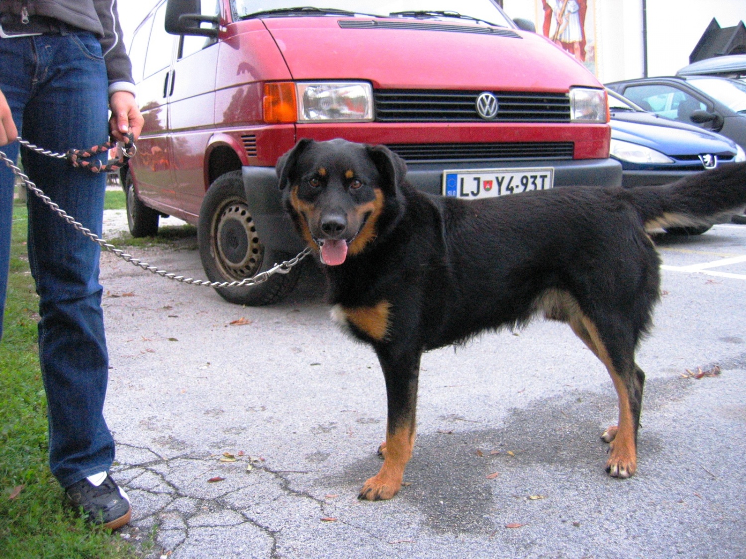 krivec za točko ugriz psa :) šala, šala