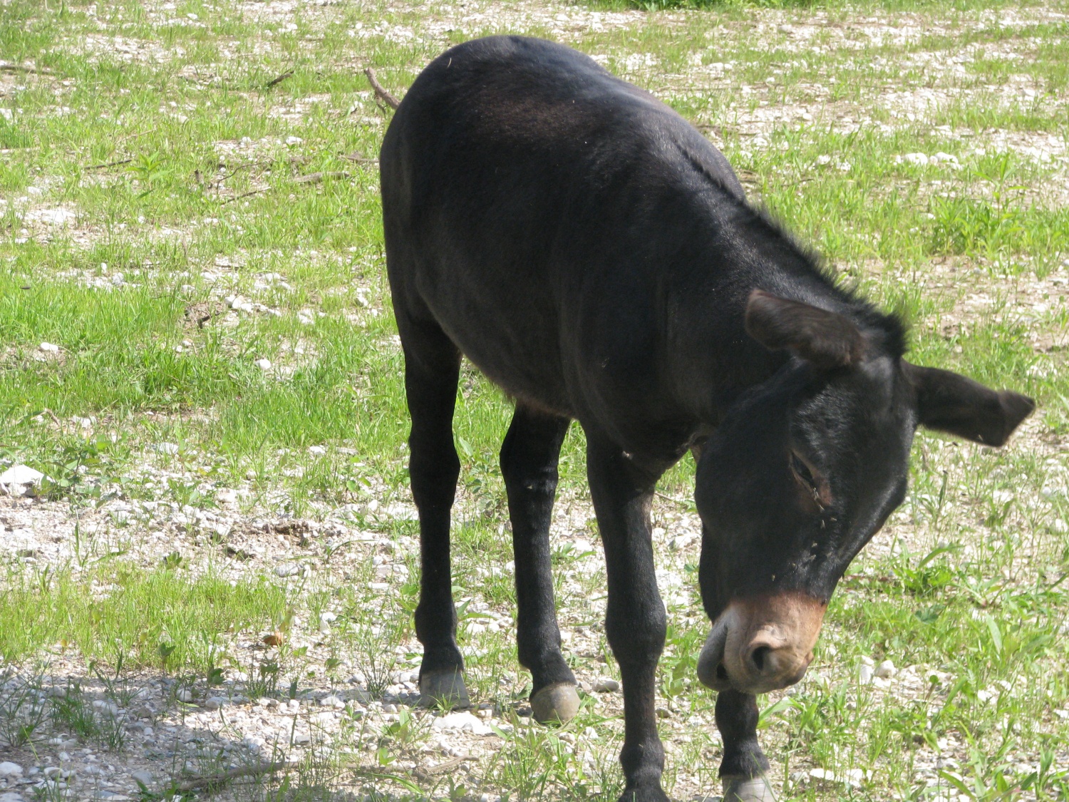 Tolminci in Bovčani smo v tem poletju naredili kar nekaj dobrih kraj zastave, vendar se nobena ne more primerjati s krajo, ki je opisana v tem članku.