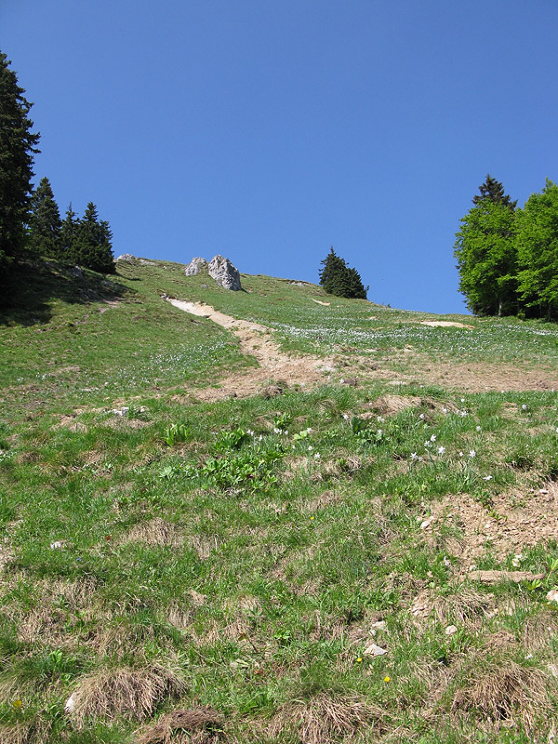 Ljubljanske mestne srajce, še huje, spodnje majice iz Fužin, so prehitele Jeseniški pohod in tako že v soboto osvojili 1890m visoko Golico.