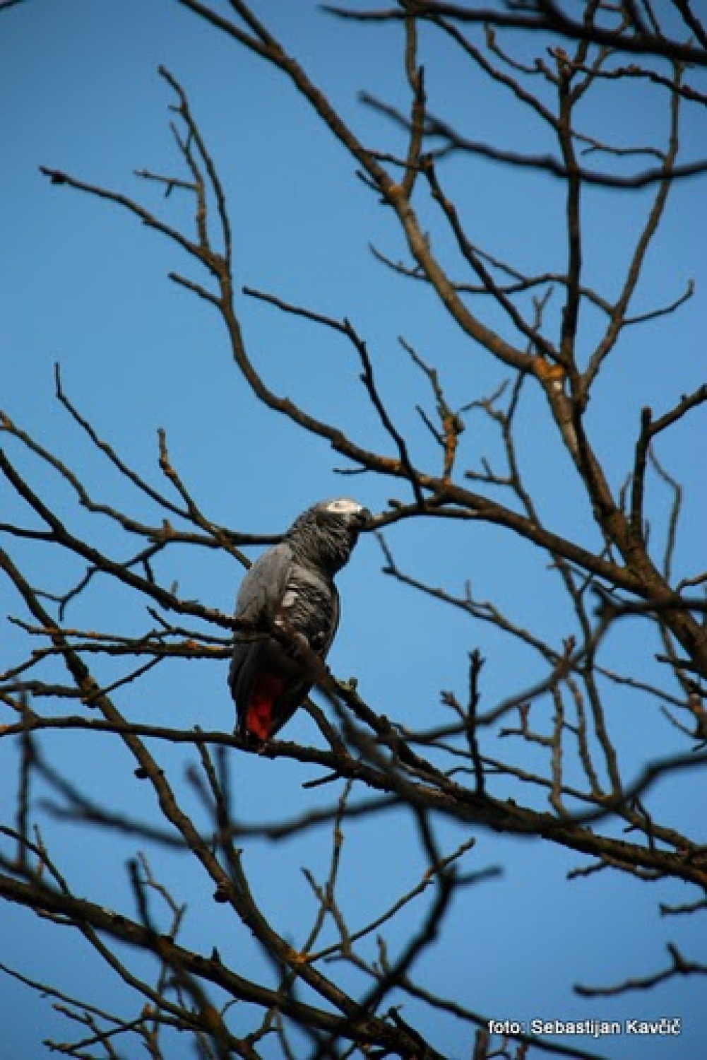 Kdo pa je ta legenda?