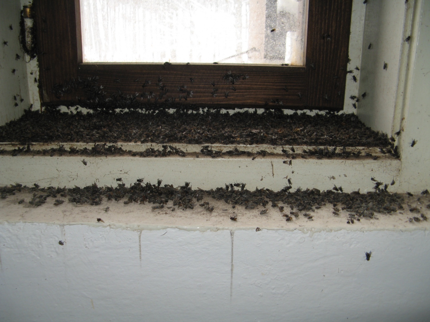 DSV IV Kočevski rog