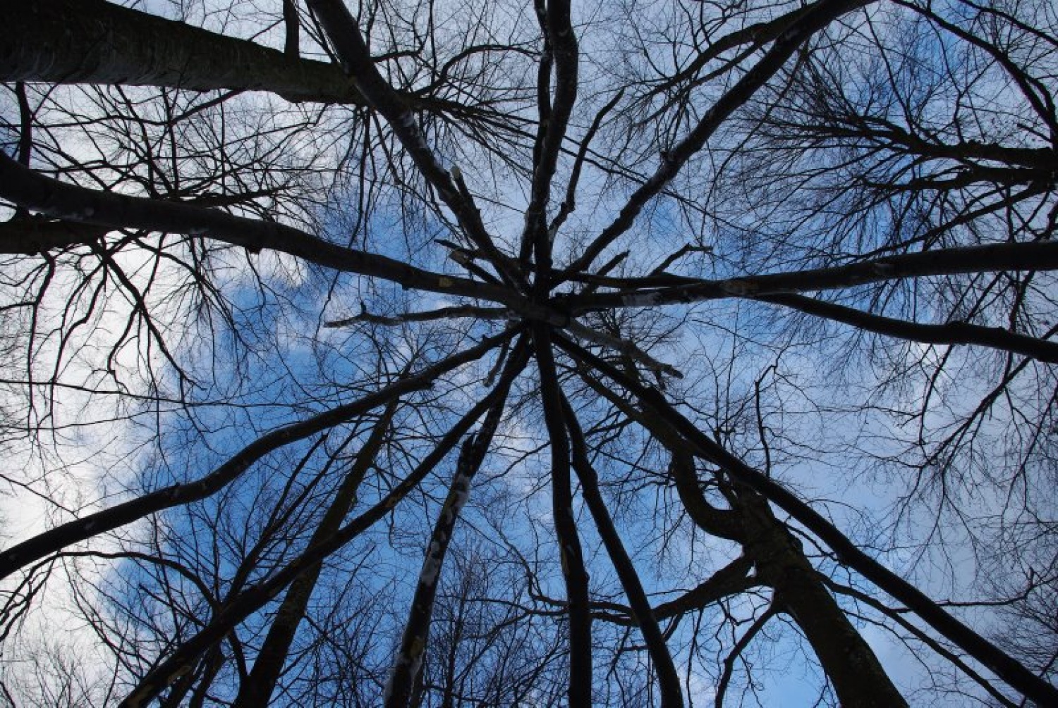 DSV IV Kočevski rog