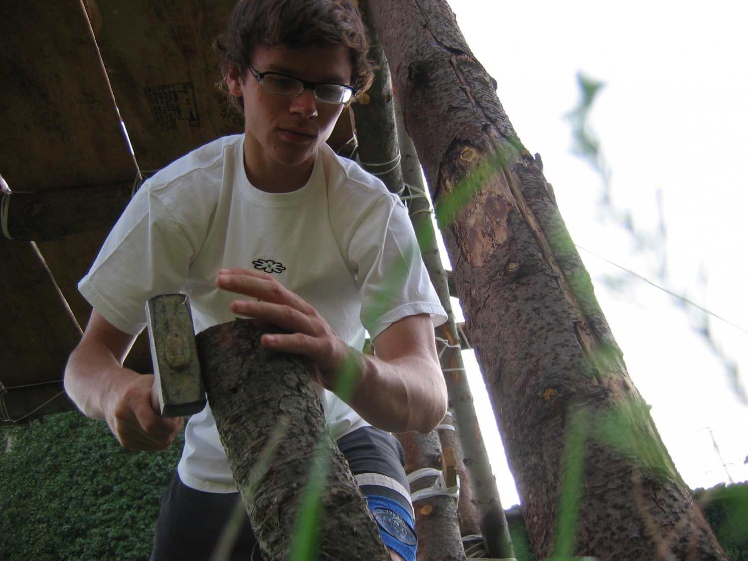 Marljivi ris pri delu