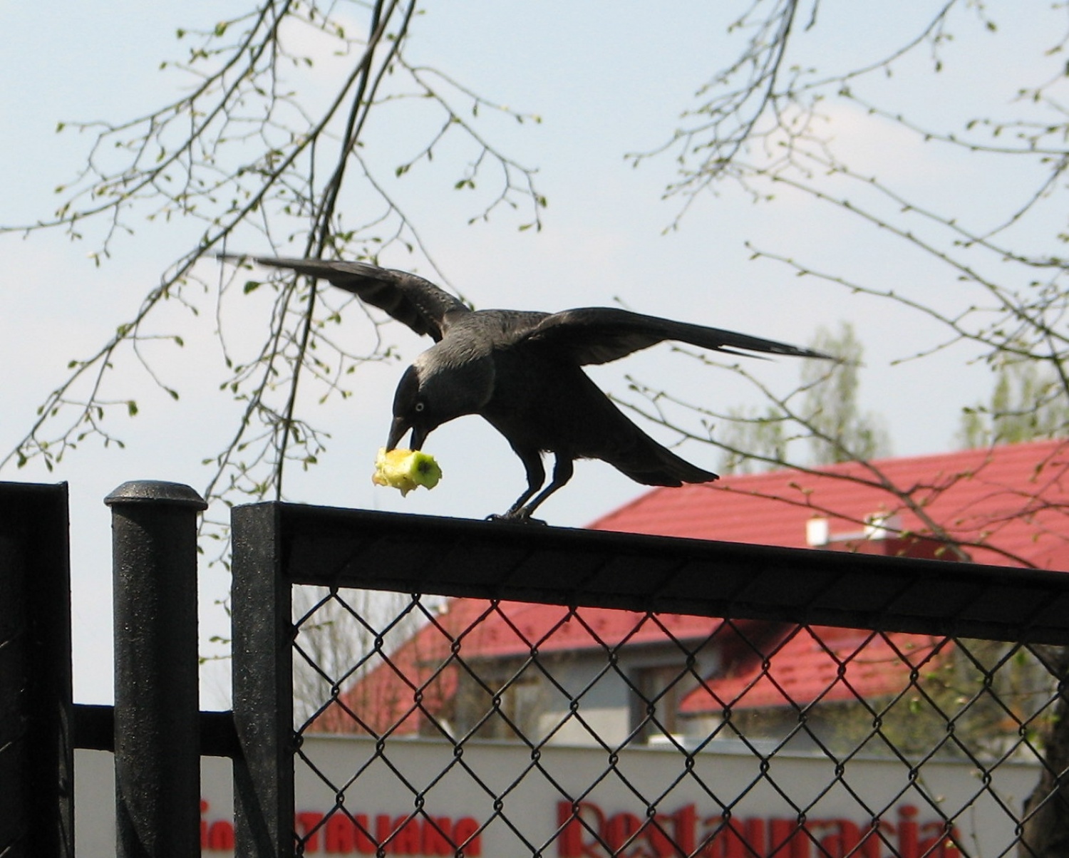 SKVO romanje stega Maribor 2.