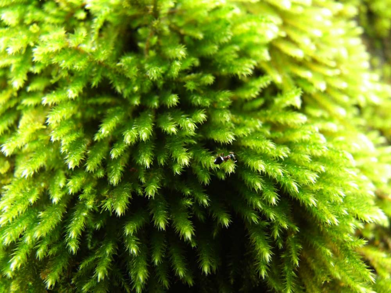 Za osvežitev spomina: V začetku  decembra smo se na Bledu zbrali znanja željni skavti iz vse Slovenije. Na dvodnevnem seminarju smo spoznavali osnove pisanja za internetni medij. Hkrati pa smo se s pomočjo Tamina Petelinška, ki se že vrsto let ukvarja s fotografijo, tudi  izpopolnjevali na tem področju. 


(tukaj sem prilepila tudi članek, ker mi iz neznanega razloga ne odpre spodnjega okna za vsebino novice)
Čeprav se je seminar zaključil, pa smo vsi nestrpno pričakovali Taminove komentarje na naše foto zgodbe. Kot nam je bilo obljubljeno, smo jih prejeli na e-mail naslove. V komentarju nam je Tamino podal svoje mnenje in nasvete kako svoje znanje še nadgraditi. Nekaterim je pokazal  nov pogled na njihovo zgodbo in tako širil naše polje znanja. Drugim je fotografije malo priredil, mogoče kje povečal kontraste ali pa odrezal kakšen odvečni del. Ob koncu pa nas je pozval, da se še kdaj s konkretnim vprašanjem obrnemo nanj, saj z vsako novo informacijo širimo obzorja.

Tako se jaz ob začetku leta obračam na vas: Sprašujte, poslušajte in si zapomnite, saj s tem gradite svojo zakladnico znanja. Vse dobro v novem letu!

V imenu udeležencev seminarja  in ekipe Skavt.NET-a se zahvaljujem obema gostoma seminarja. Tako Tonetu, kot Taminu, ki sta bila pripravljena z nami deliti svoj čas, znanje in predvsem izkušnje.

V spodnji galeriji, pa si lahko ogledate končne izdelke naše foto zgodbe.