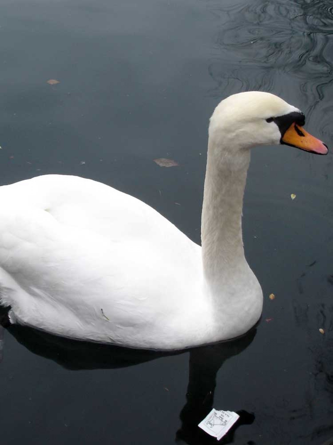 Za osvežitev spomina: V začetku  decembra smo se na Bledu zbrali znanja željni skavti iz vse Slovenije. Na dvodnevnem seminarju smo spoznavali osnove pisanja za internetni medij. Hkrati pa smo se s pomočjo Tamina Petelinška, ki se že vrsto let ukvarja s fotografijo, tudi  izpopolnjevali na tem področju. 


(tukaj sem prilepila tudi članek, ker mi iz neznanega razloga ne odpre spodnjega okna za vsebino novice)
Čeprav se je seminar zaključil, pa smo vsi nestrpno pričakovali Taminove komentarje na naše foto zgodbe. Kot nam je bilo obljubljeno, smo jih prejeli na e-mail naslove. V komentarju nam je Tamino podal svoje mnenje in nasvete kako svoje znanje še nadgraditi. Nekaterim je pokazal  nov pogled na njihovo zgodbo in tako širil naše polje znanja. Drugim je fotografije malo priredil, mogoče kje povečal kontraste ali pa odrezal kakšen odvečni del. Ob koncu pa nas je pozval, da se še kdaj s konkretnim vprašanjem obrnemo nanj, saj z vsako novo informacijo širimo obzorja.

Tako se jaz ob začetku leta obračam na vas: Sprašujte, poslušajte in si zapomnite, saj s tem gradite svojo zakladnico znanja. Vse dobro v novem letu!

V imenu udeležencev seminarja  in ekipe Skavt.NET-a se zahvaljujem obema gostoma seminarja. Tako Tonetu, kot Taminu, ki sta bila pripravljena z nami deliti svoj čas, znanje in predvsem izkušnje.

V spodnji galeriji, pa si lahko ogledate končne izdelke naše foto zgodbe.