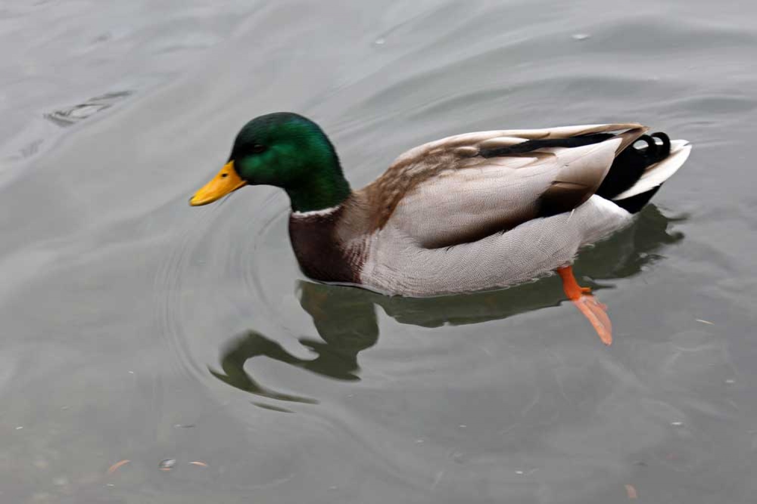 Za osvežitev spomina: V začetku  decembra smo se na Bledu zbrali znanja željni skavti iz vse Slovenije. Na dvodnevnem seminarju smo spoznavali osnove pisanja za internetni medij. Hkrati pa smo se s pomočjo Tamina Petelinška, ki se že vrsto let ukvarja s fotografijo, tudi  izpopolnjevali na tem področju. 


(tukaj sem prilepila tudi članek, ker mi iz neznanega razloga ne odpre spodnjega okna za vsebino novice)
Čeprav se je seminar zaključil, pa smo vsi nestrpno pričakovali Taminove komentarje na naše foto zgodbe. Kot nam je bilo obljubljeno, smo jih prejeli na e-mail naslove. V komentarju nam je Tamino podal svoje mnenje in nasvete kako svoje znanje še nadgraditi. Nekaterim je pokazal  nov pogled na njihovo zgodbo in tako širil naše polje znanja. Drugim je fotografije malo priredil, mogoče kje povečal kontraste ali pa odrezal kakšen odvečni del. Ob koncu pa nas je pozval, da se še kdaj s konkretnim vprašanjem obrnemo nanj, saj z vsako novo informacijo širimo obzorja.

Tako se jaz ob začetku leta obračam na vas: Sprašujte, poslušajte in si zapomnite, saj s tem gradite svojo zakladnico znanja. Vse dobro v novem letu!

V imenu udeležencev seminarja  in ekipe Skavt.NET-a se zahvaljujem obema gostoma seminarja. Tako Tonetu, kot Taminu, ki sta bila pripravljena z nami deliti svoj čas, znanje in predvsem izkušnje.

V spodnji galeriji, pa si lahko ogledate končne izdelke naše foto zgodbe.