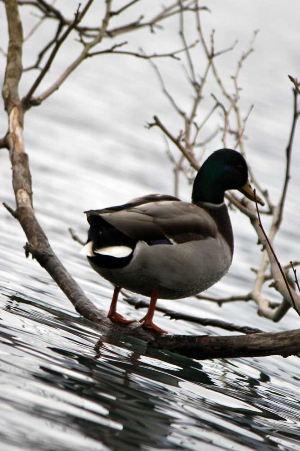 Za osvežitev spomina: V začetku  decembra smo se na Bledu zbrali znanja željni skavti iz vse Slovenije. Na dvodnevnem seminarju smo spoznavali osnove pisanja za internetni medij. Hkrati pa smo se s pomočjo Tamina Petelinška, ki se že vrsto let ukvarja s fotografijo, tudi  izpopolnjevali na tem področju. 


(tukaj sem prilepila tudi članek, ker mi iz neznanega razloga ne odpre spodnjega okna za vsebino novice)
Čeprav se je seminar zaključil, pa smo vsi nestrpno pričakovali Taminove komentarje na naše foto zgodbe. Kot nam je bilo obljubljeno, smo jih prejeli na e-mail naslove. V komentarju nam je Tamino podal svoje mnenje in nasvete kako svoje znanje še nadgraditi. Nekaterim je pokazal  nov pogled na njihovo zgodbo in tako širil naše polje znanja. Drugim je fotografije malo priredil, mogoče kje povečal kontraste ali pa odrezal kakšen odvečni del. Ob koncu pa nas je pozval, da se še kdaj s konkretnim vprašanjem obrnemo nanj, saj z vsako novo informacijo širimo obzorja.

Tako se jaz ob začetku leta obračam na vas: Sprašujte, poslušajte in si zapomnite, saj s tem gradite svojo zakladnico znanja. Vse dobro v novem letu!

V imenu udeležencev seminarja  in ekipe Skavt.NET-a se zahvaljujem obema gostoma seminarja. Tako Tonetu, kot Taminu, ki sta bila pripravljena z nami deliti svoj čas, znanje in predvsem izkušnje.

V spodnji galeriji, pa si lahko ogledate končne izdelke naše foto zgodbe.