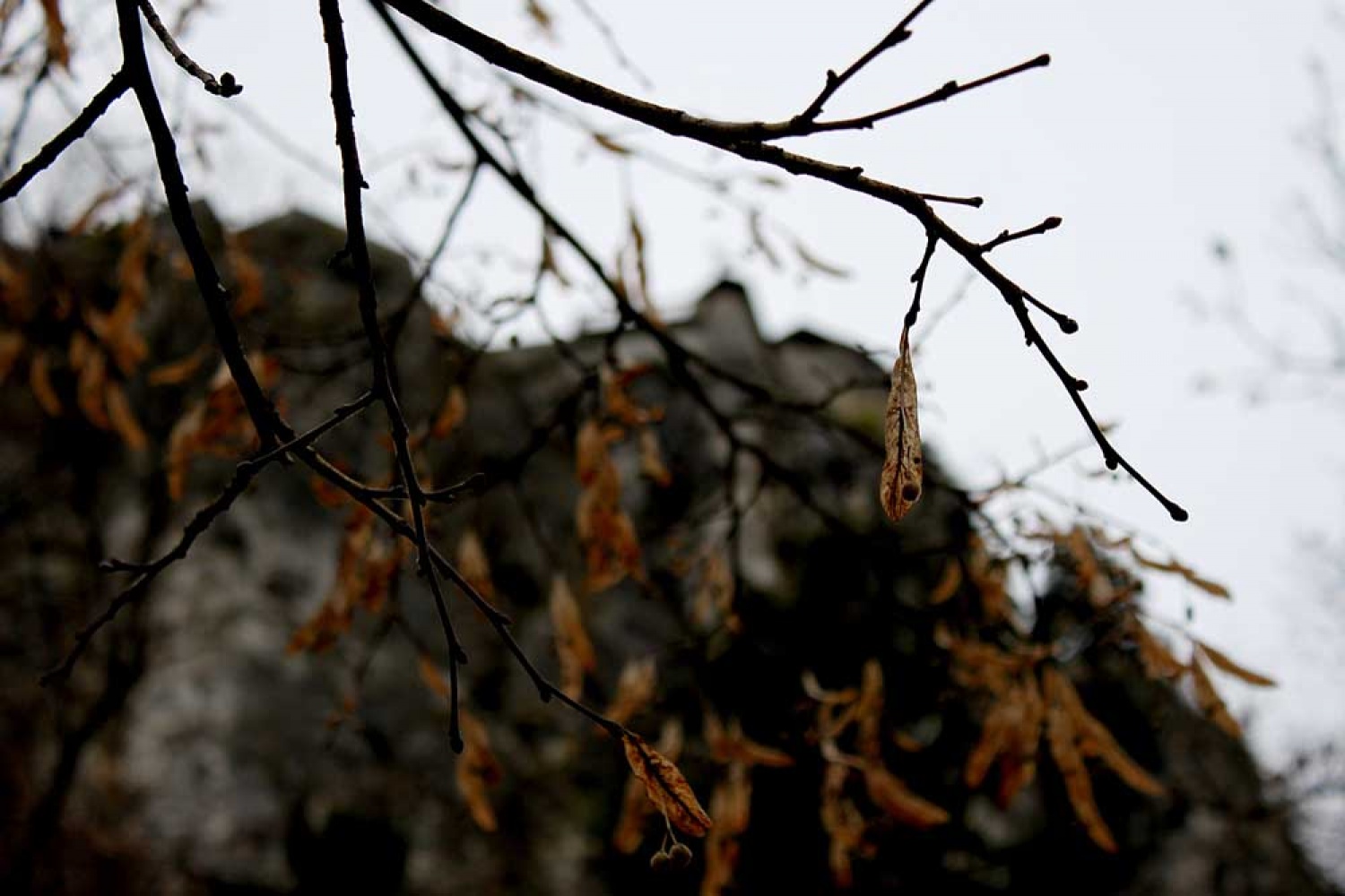 Za osvežitev spomina: V začetku  decembra smo se na Bledu zbrali znanja željni skavti iz vse Slovenije. Na dvodnevnem seminarju smo spoznavali osnove pisanja za internetni medij. Hkrati pa smo se s pomočjo Tamina Petelinška, ki se že vrsto let ukvarja s fotografijo, tudi  izpopolnjevali na tem področju. 


(tukaj sem prilepila tudi članek, ker mi iz neznanega razloga ne odpre spodnjega okna za vsebino novice)
Čeprav se je seminar zaključil, pa smo vsi nestrpno pričakovali Taminove komentarje na naše foto zgodbe. Kot nam je bilo obljubljeno, smo jih prejeli na e-mail naslove. V komentarju nam je Tamino podal svoje mnenje in nasvete kako svoje znanje še nadgraditi. Nekaterim je pokazal  nov pogled na njihovo zgodbo in tako širil naše polje znanja. Drugim je fotografije malo priredil, mogoče kje povečal kontraste ali pa odrezal kakšen odvečni del. Ob koncu pa nas je pozval, da se še kdaj s konkretnim vprašanjem obrnemo nanj, saj z vsako novo informacijo širimo obzorja.

Tako se jaz ob začetku leta obračam na vas: Sprašujte, poslušajte in si zapomnite, saj s tem gradite svojo zakladnico znanja. Vse dobro v novem letu!

V imenu udeležencev seminarja  in ekipe Skavt.NET-a se zahvaljujem obema gostoma seminarja. Tako Tonetu, kot Taminu, ki sta bila pripravljena z nami deliti svoj čas, znanje in predvsem izkušnje.

V spodnji galeriji, pa si lahko ogledate končne izdelke naše foto zgodbe.