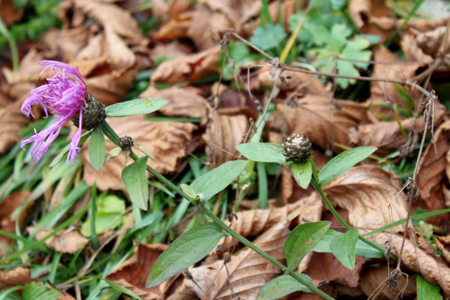 Za osvežitev spomina: V začetku  decembra smo se na Bledu zbrali znanja željni skavti iz vse Slovenije. Na dvodnevnem seminarju smo spoznavali osnove pisanja za internetni medij. Hkrati pa smo se s pomočjo Tamina Petelinška, ki se že vrsto let ukvarja s fotografijo, tudi  izpopolnjevali na tem področju. 


(tukaj sem prilepila tudi članek, ker mi iz neznanega razloga ne odpre spodnjega okna za vsebino novice)
Čeprav se je seminar zaključil, pa smo vsi nestrpno pričakovali Taminove komentarje na naše foto zgodbe. Kot nam je bilo obljubljeno, smo jih prejeli na e-mail naslove. V komentarju nam je Tamino podal svoje mnenje in nasvete kako svoje znanje še nadgraditi. Nekaterim je pokazal  nov pogled na njihovo zgodbo in tako širil naše polje znanja. Drugim je fotografije malo priredil, mogoče kje povečal kontraste ali pa odrezal kakšen odvečni del. Ob koncu pa nas je pozval, da se še kdaj s konkretnim vprašanjem obrnemo nanj, saj z vsako novo informacijo širimo obzorja.

Tako se jaz ob začetku leta obračam na vas: Sprašujte, poslušajte in si zapomnite, saj s tem gradite svojo zakladnico znanja. Vse dobro v novem letu!

V imenu udeležencev seminarja  in ekipe Skavt.NET-a se zahvaljujem obema gostoma seminarja. Tako Tonetu, kot Taminu, ki sta bila pripravljena z nami deliti svoj čas, znanje in predvsem izkušnje.

V spodnji galeriji, pa si lahko ogledate končne izdelke naše foto zgodbe.