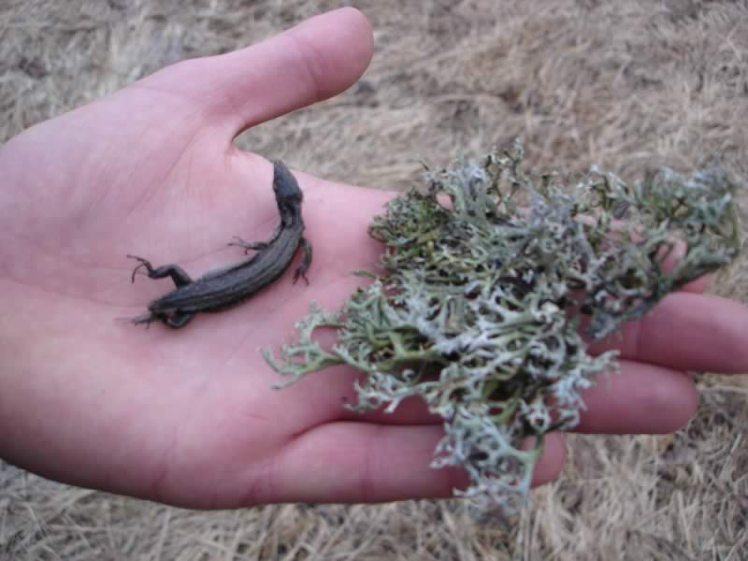 Punce so cvilile, kakopak:)