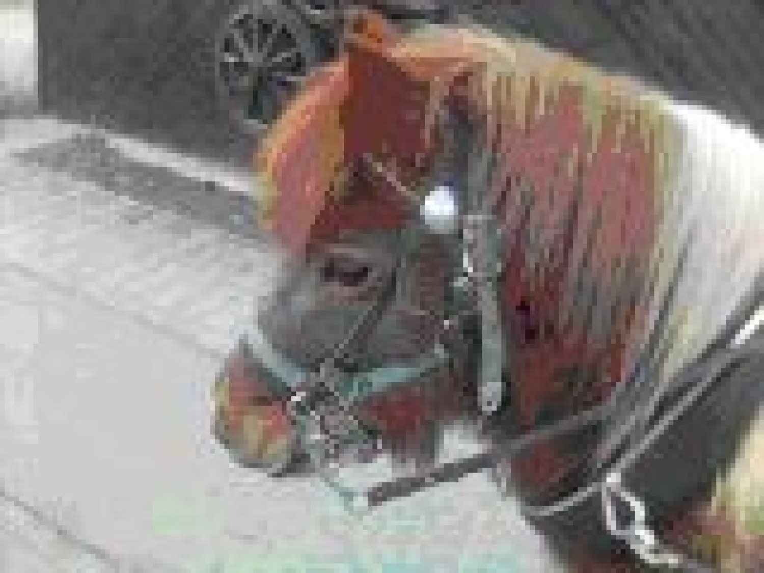 kako smo zbirali papir