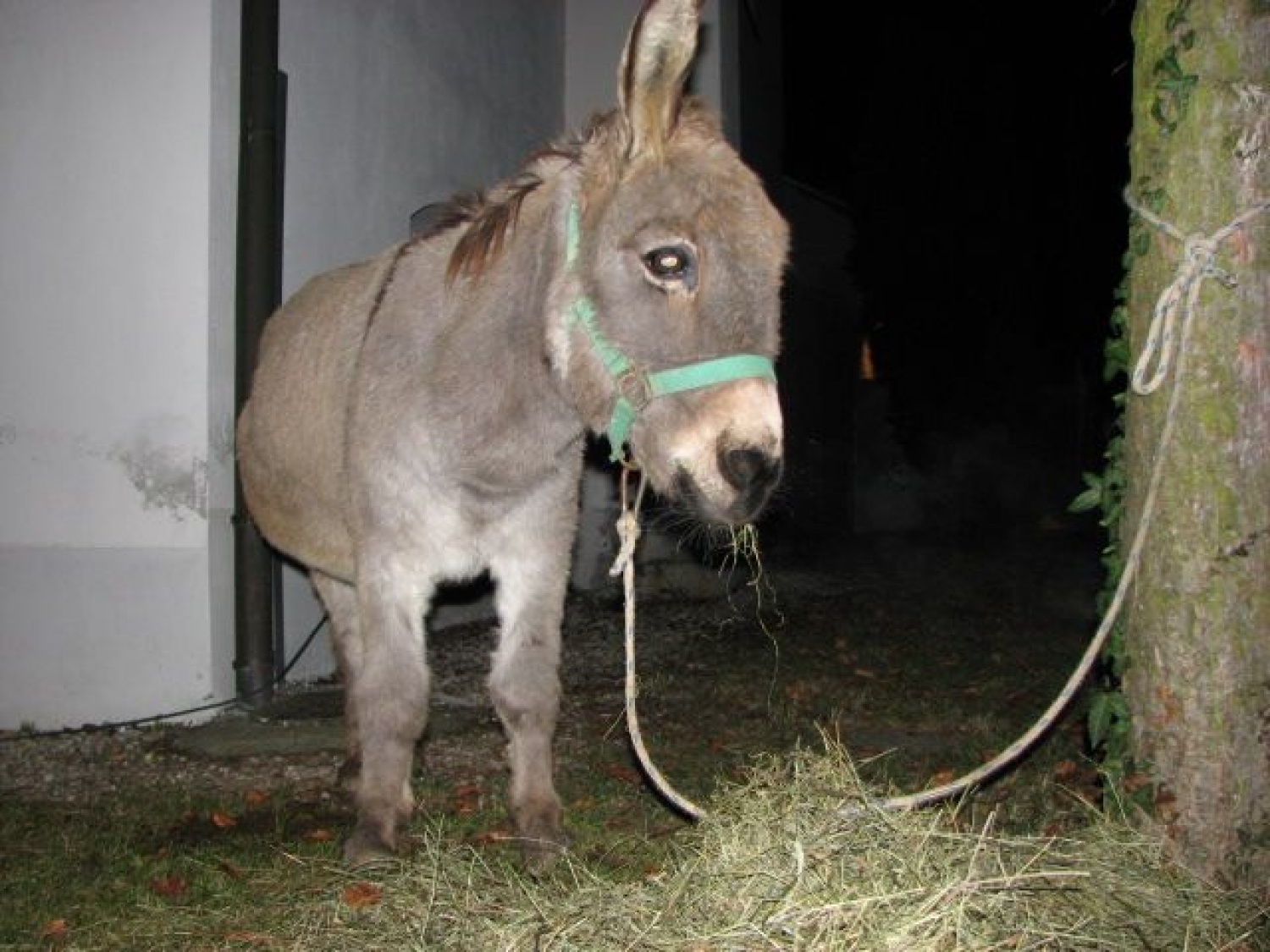 Slike iz 6. živih jaslic