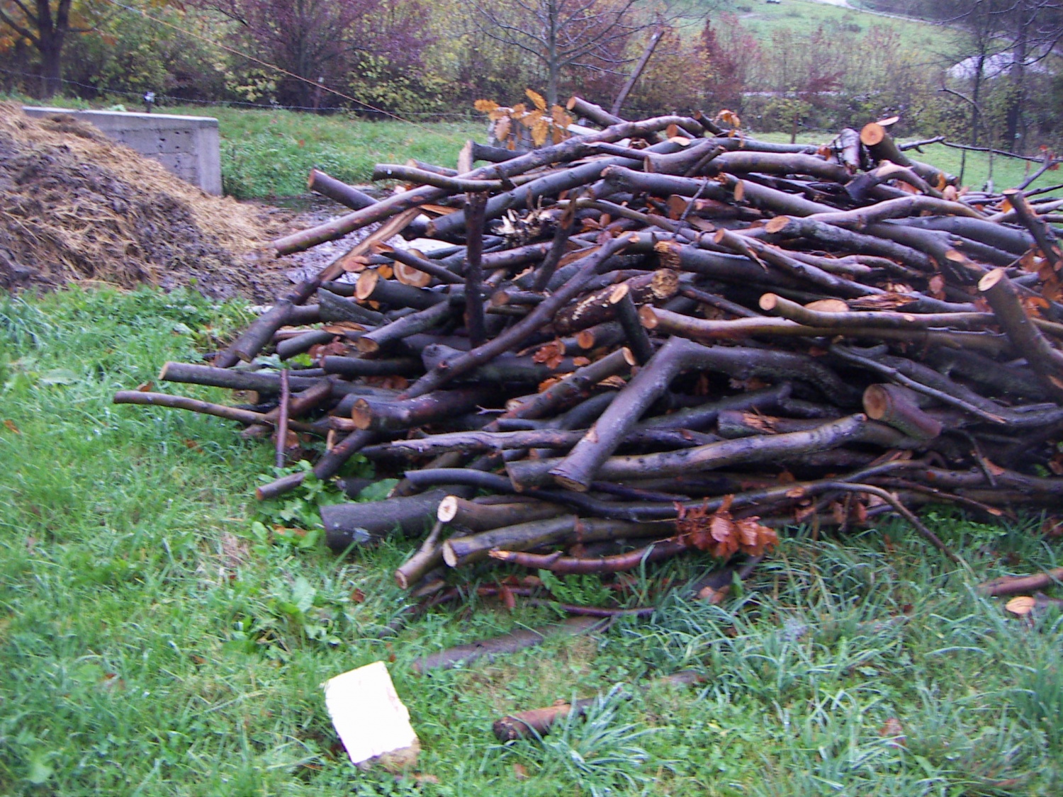 Slike z nočne pustolovščine ptujskega klana