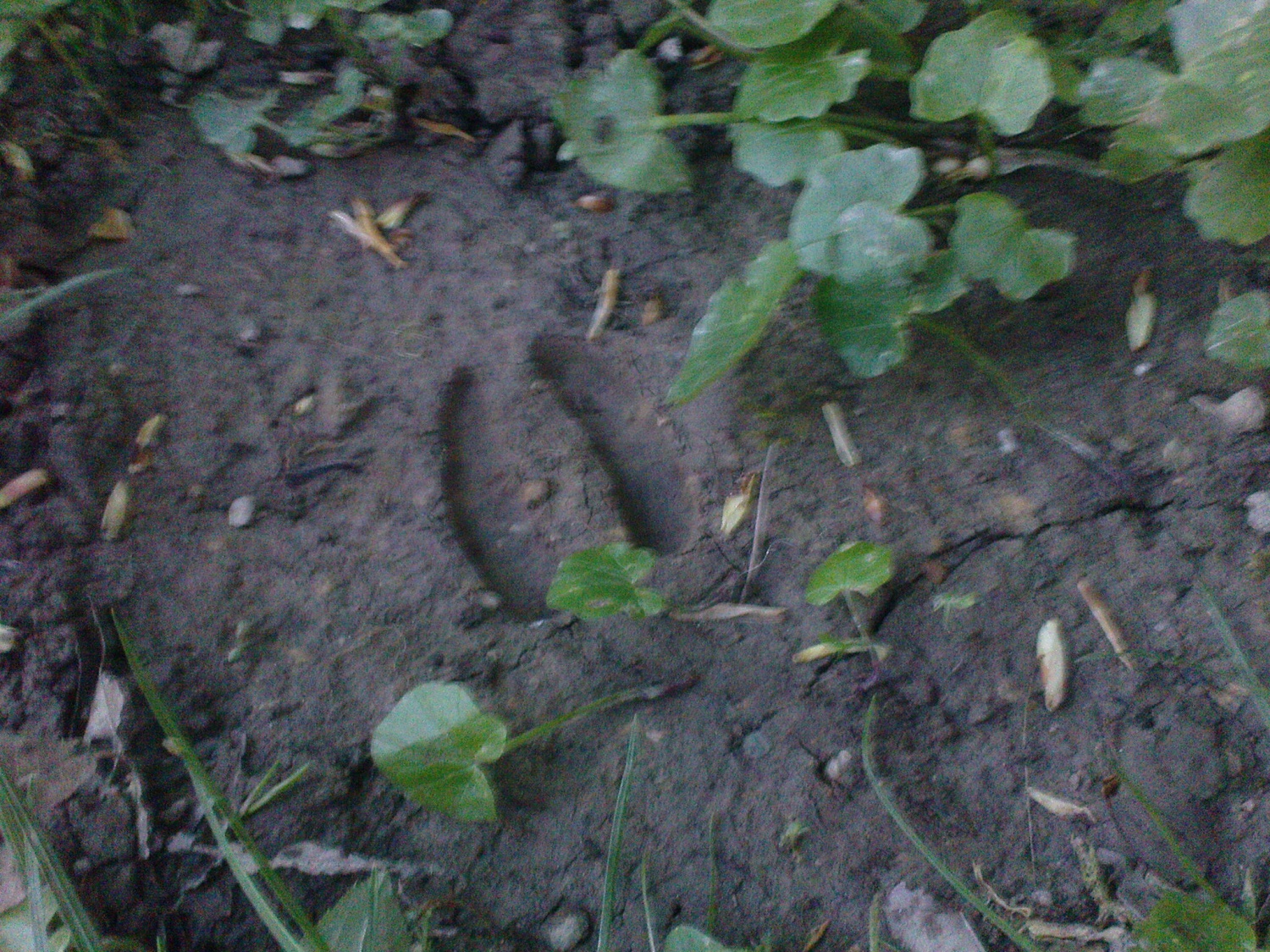 Letošnji drugi volčji večer se je za spremembo odvijal zunaj. Proč od štirih sten. Zbrali smo se namreč v Tivoliju, na začetku Jakopičevega sprehajališča.