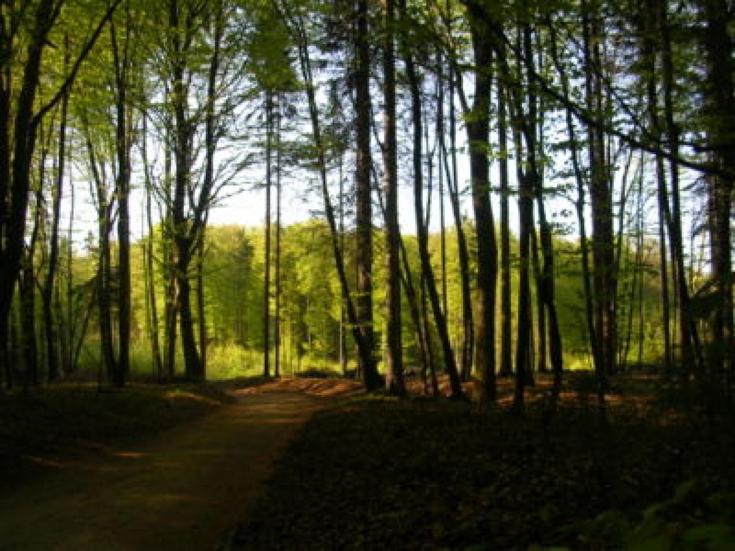 Skupina ljudi se je odločila, da gre v samoto. To so še ljudje starega kova, ljudje, ki imajo še staro znanje in staro modrost naših prednikov. Vajeni narave, gozda in lepot narave so se odločili, da gredo na pot. Na pot po Gorenjski, na pot v naravo in na pot, poiskat učence, ki so jim pripravljeni prisluhnit.