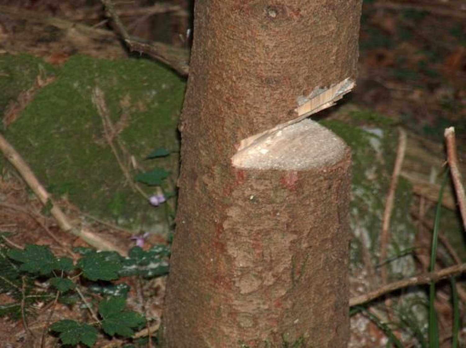 Taborna šola življenja v naravi