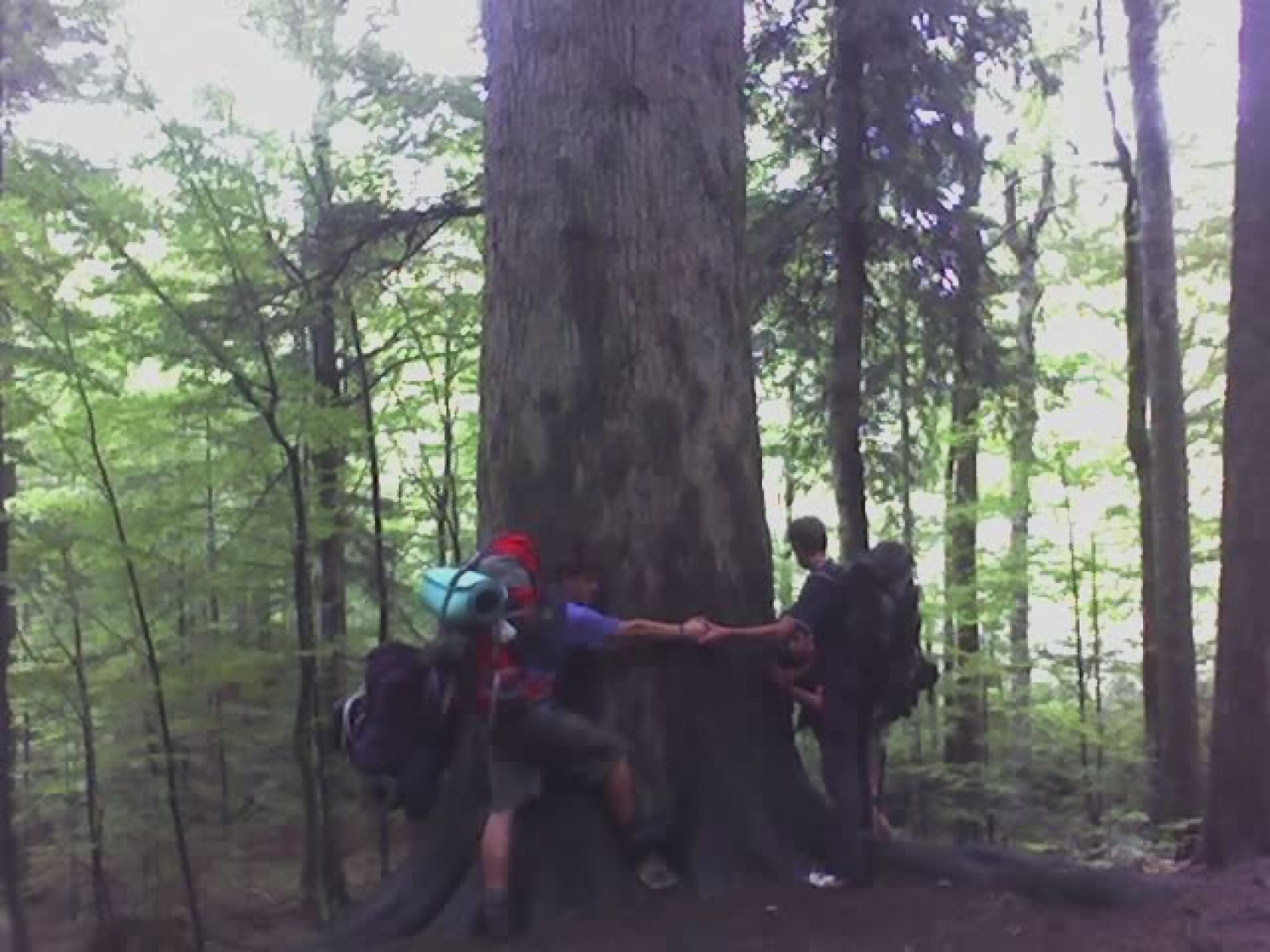 6 ljudi je objemalo 500 let staro Kraljico