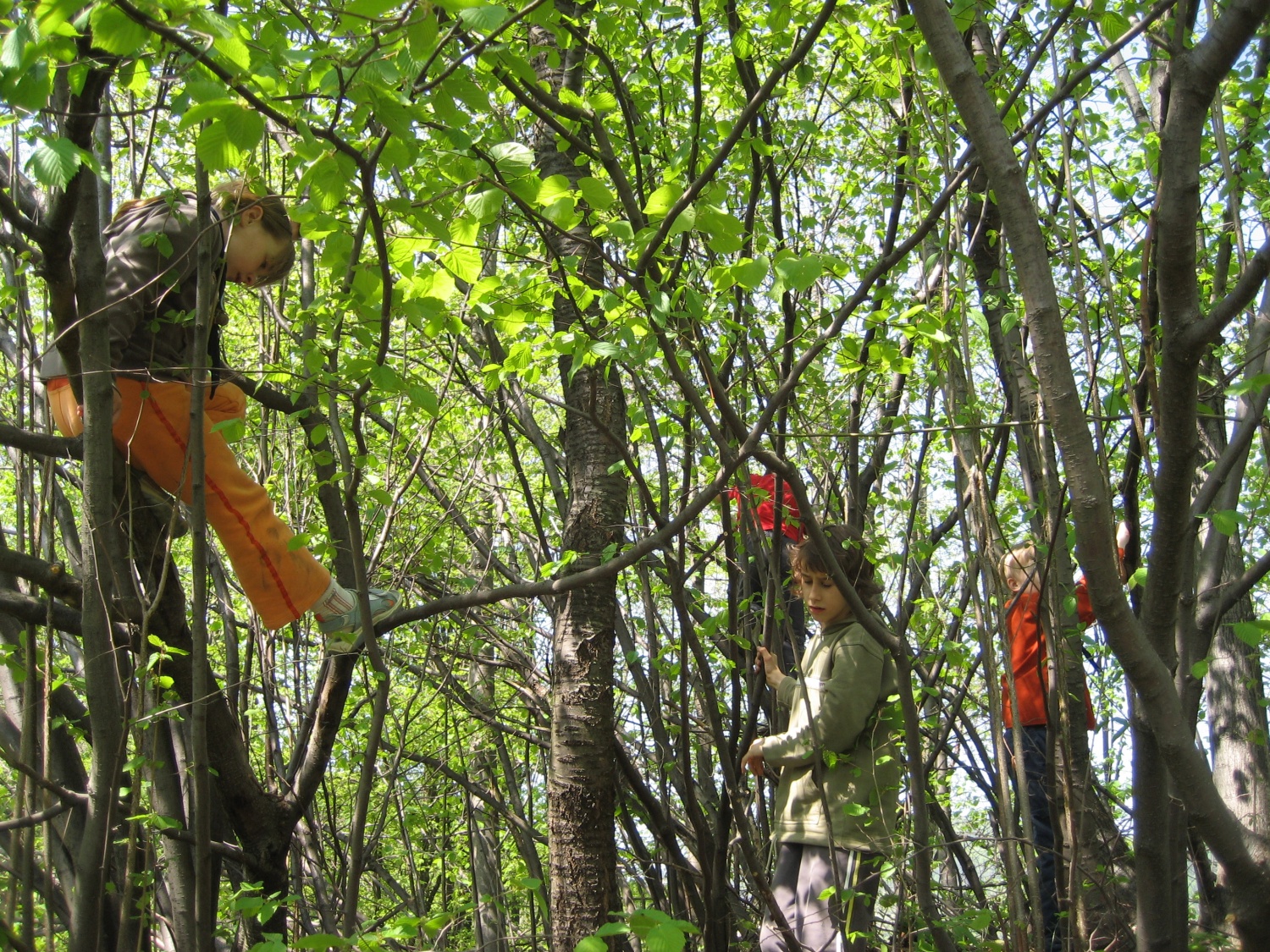 pozor volčiči na drevesih!