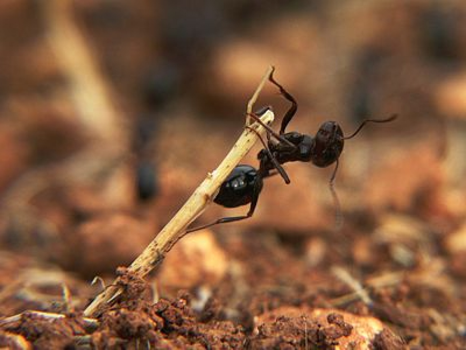 Mala mravljica je pa odgovorna voditeljica