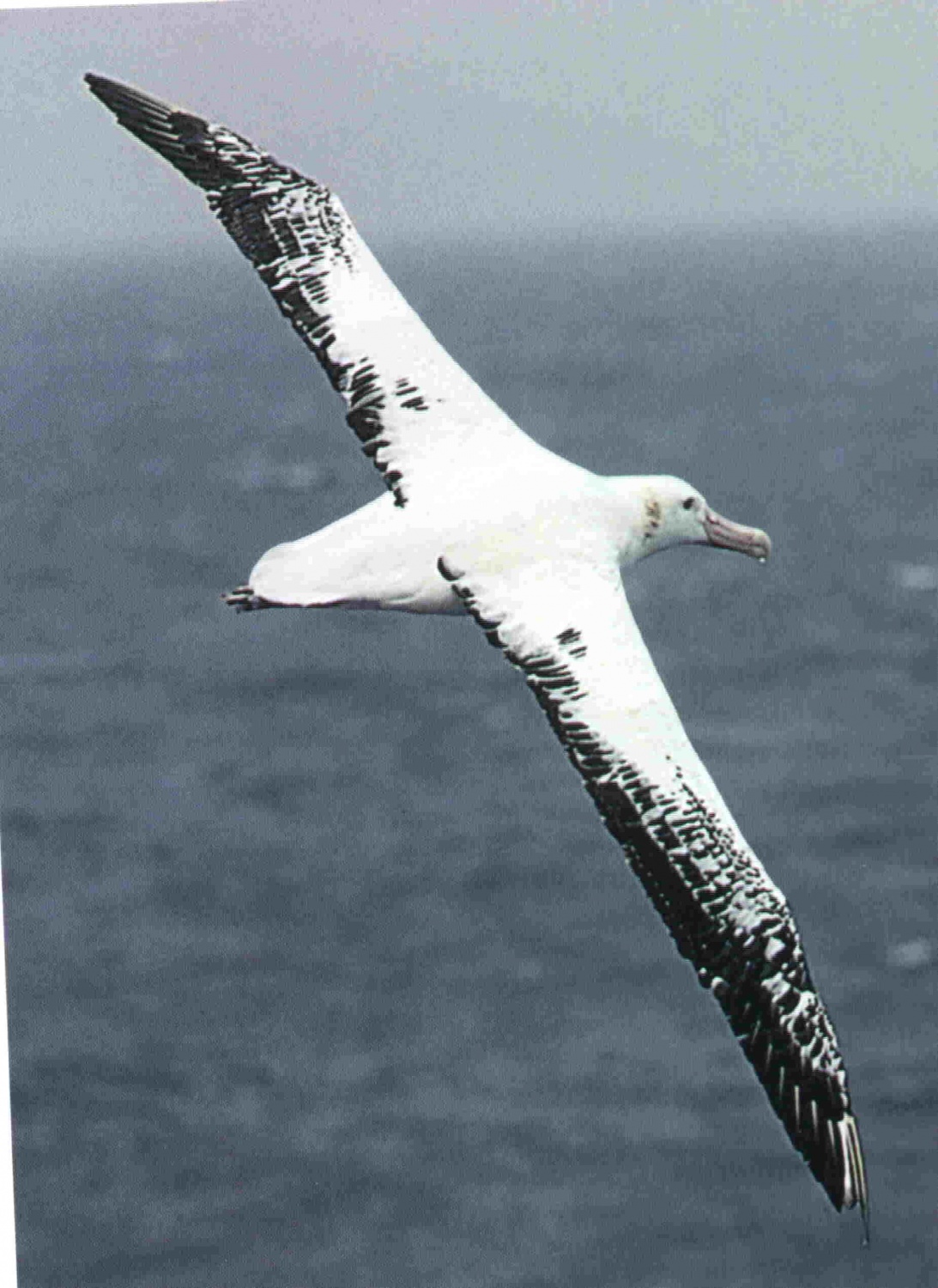 Programski voditelj, ki ne more bit pri miru