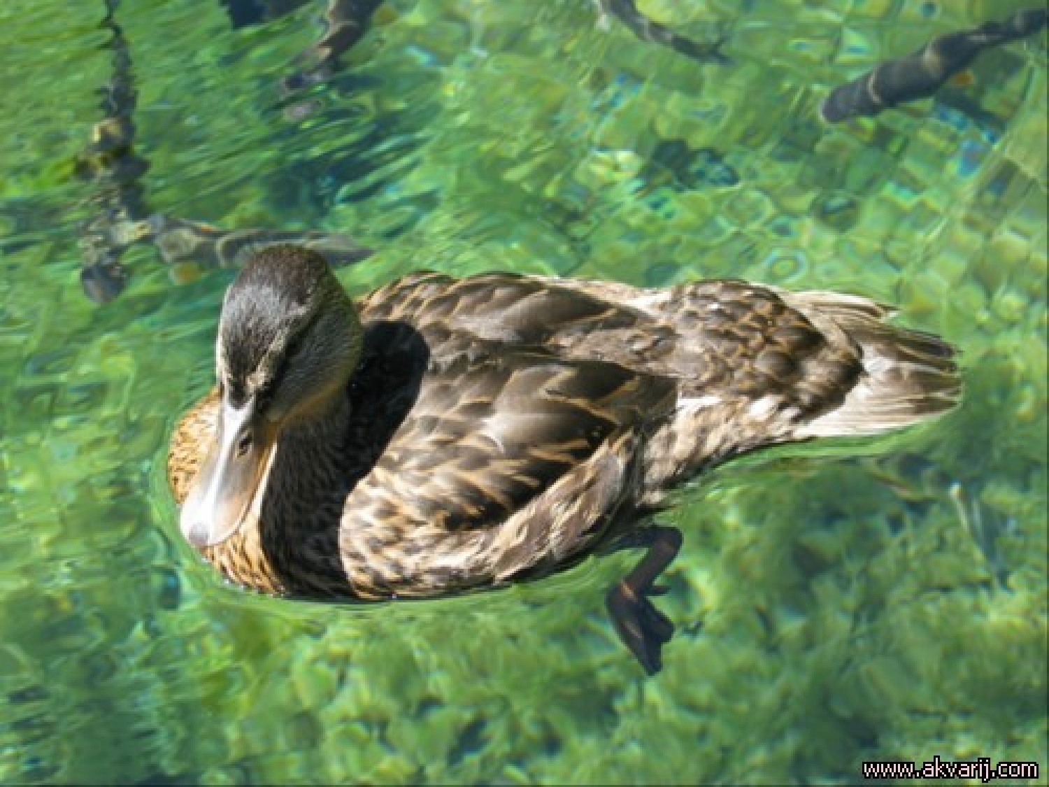 Tale prikupna račka je pa zelo skrbna