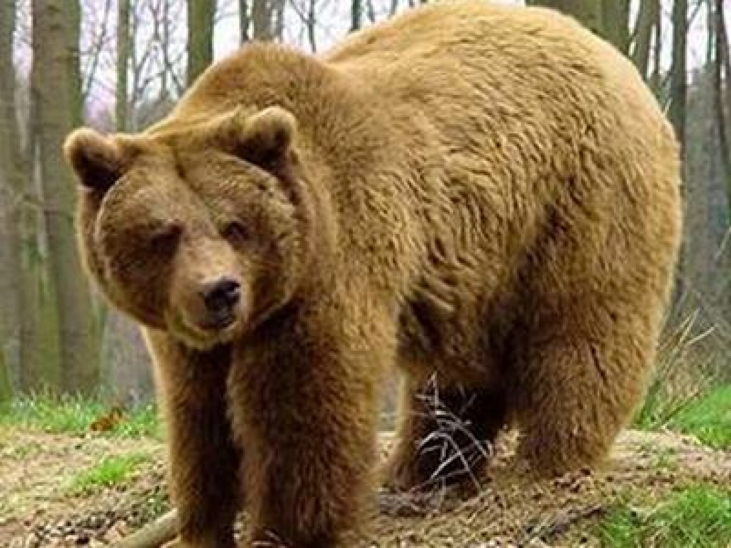 Mogočen, močan in dobrosrčen medo