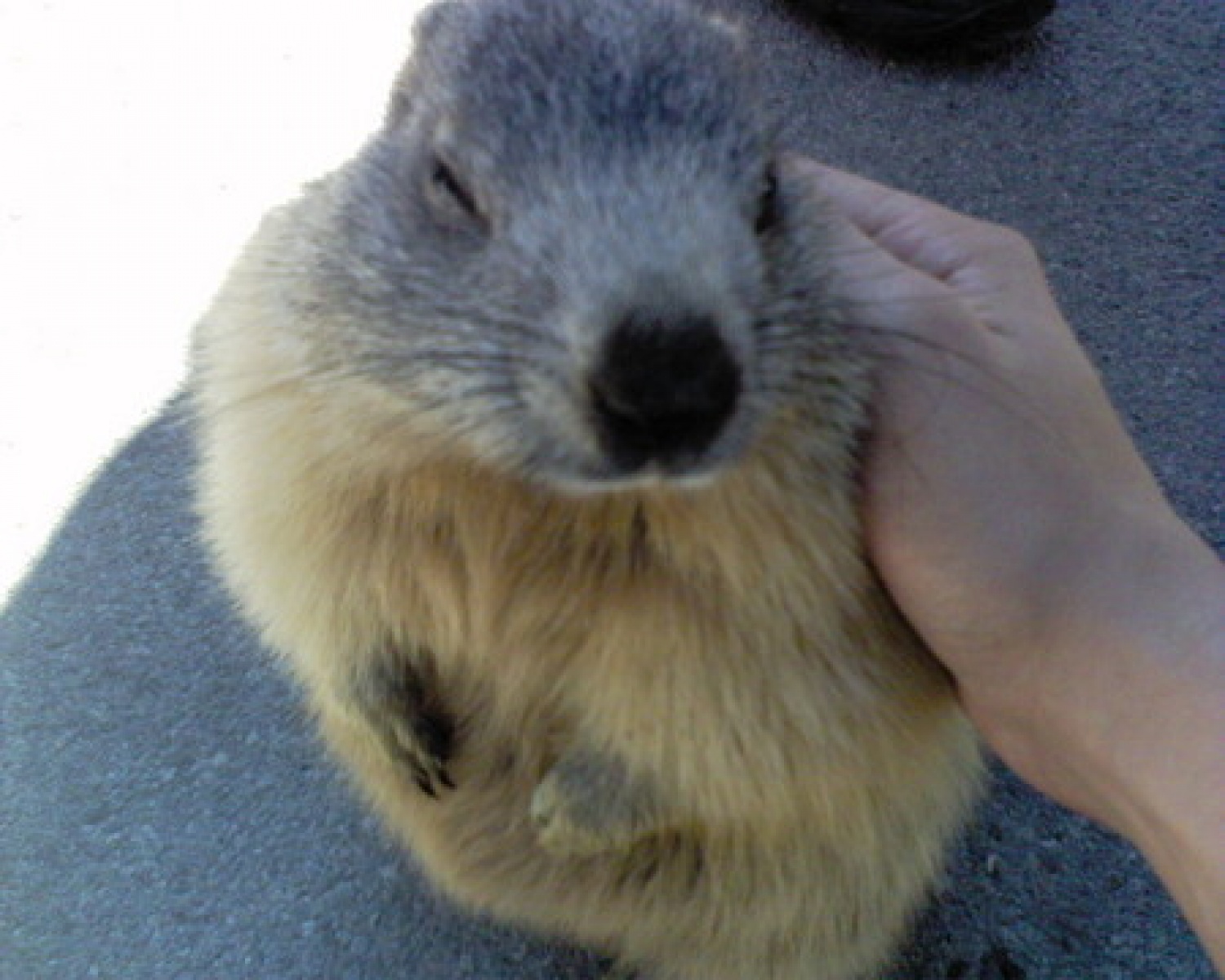 Kaj ni luštkan? Tale svizec bo pa kuhal.