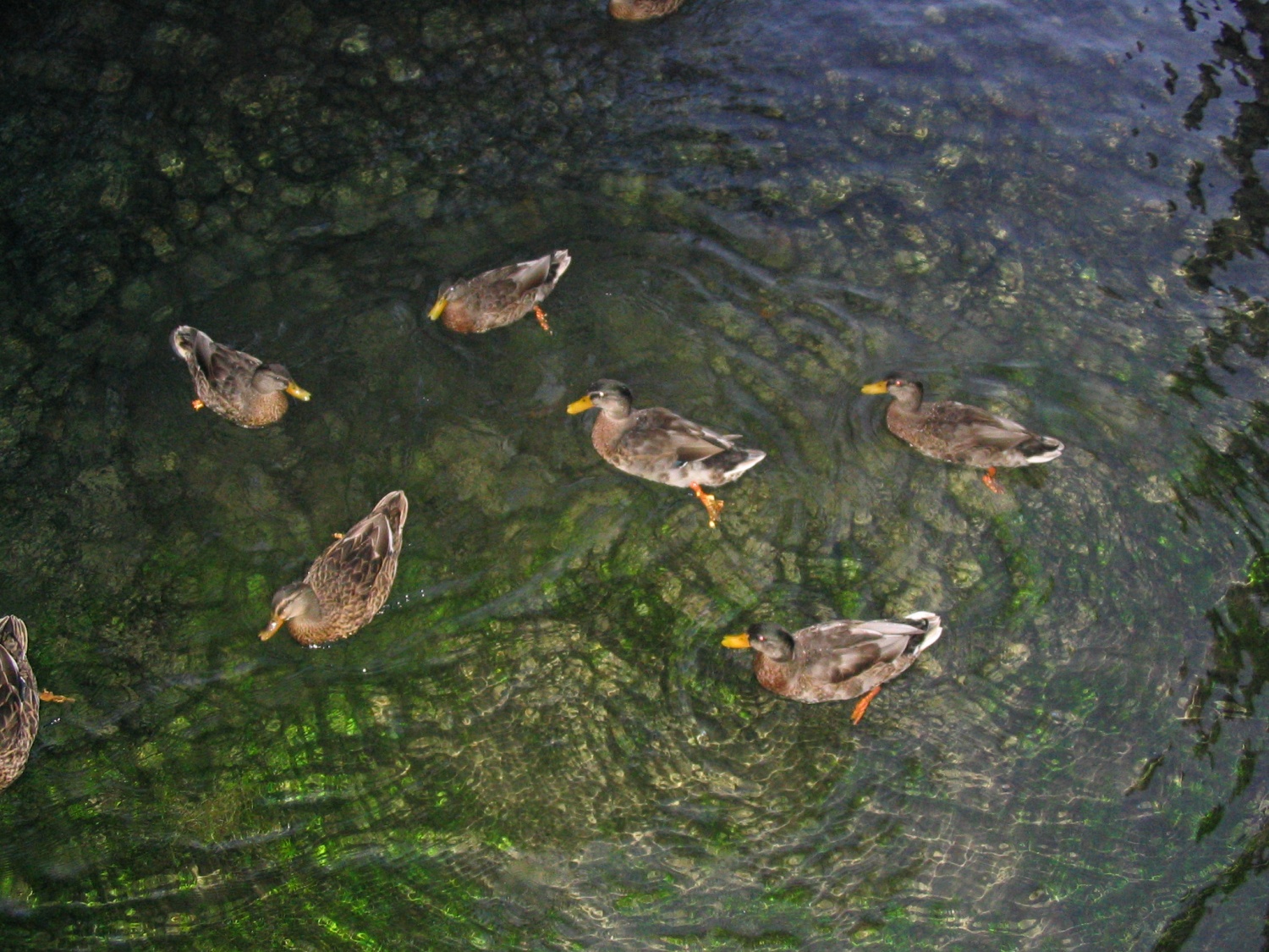 različni prizori iz narave