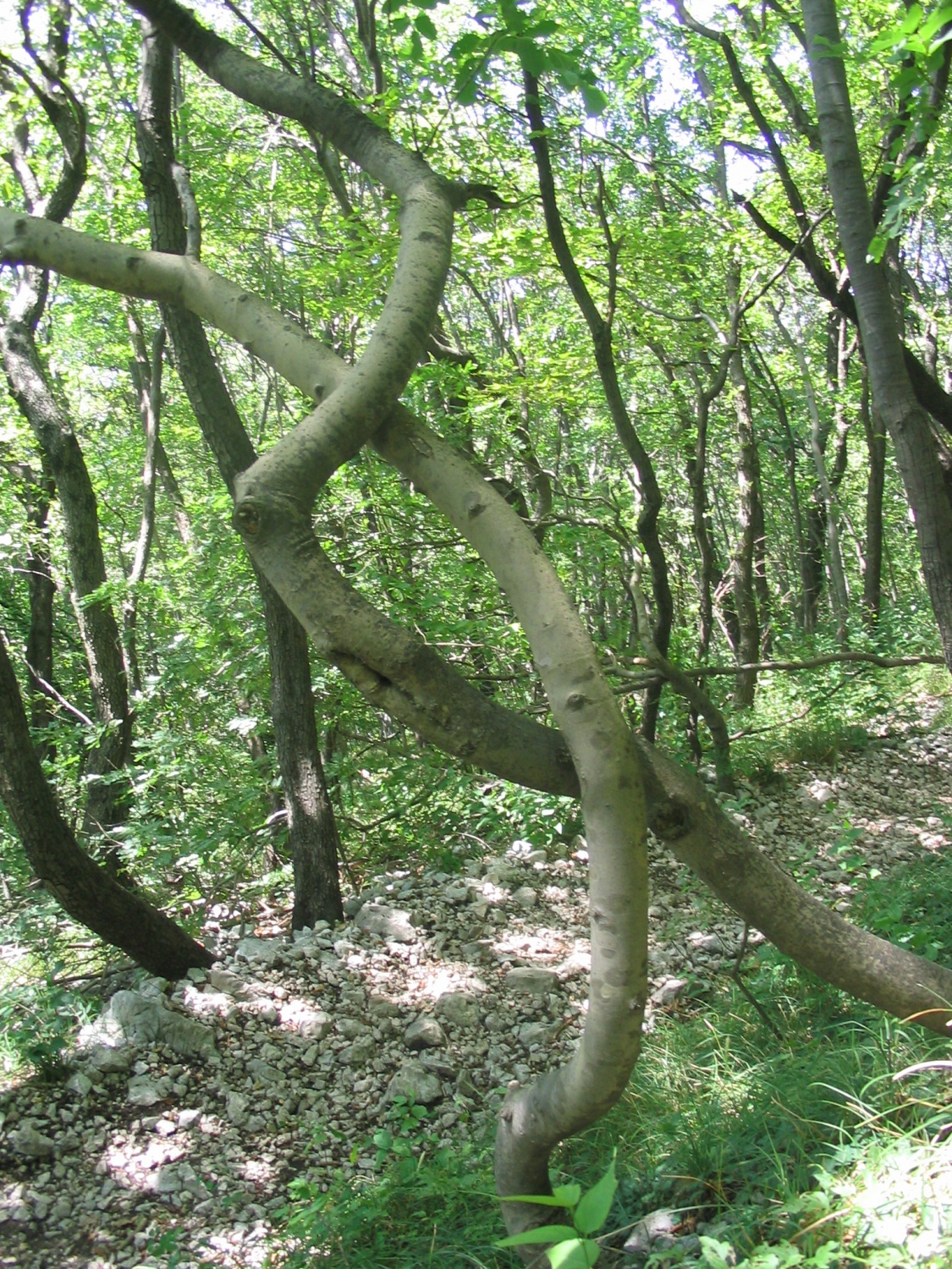 različni prizori iz narave