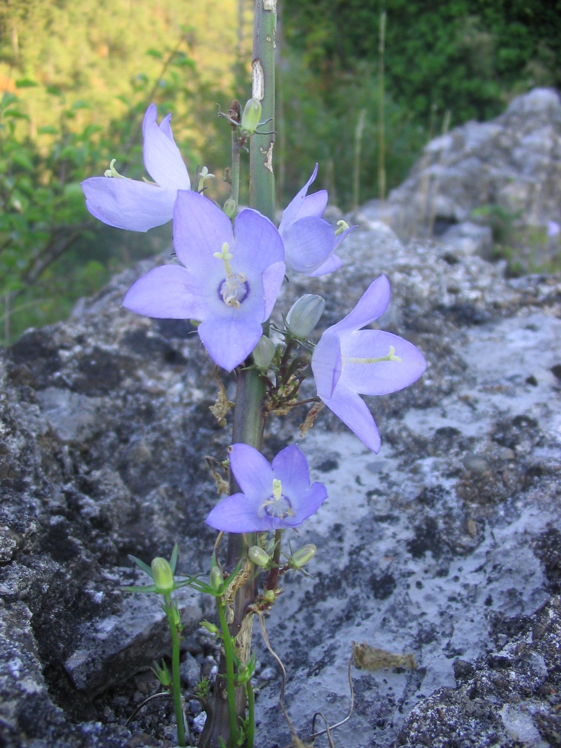 različni prizori iz narave