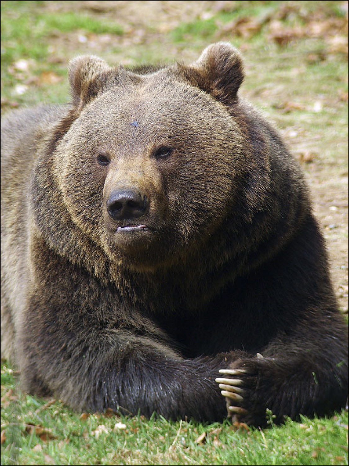 Taglavni v Babilonski oblasti-saj se vidi