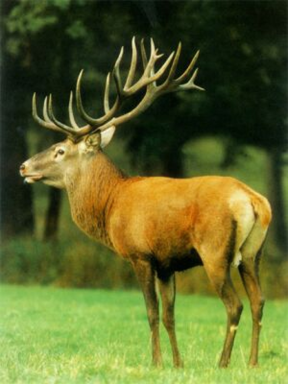 Modrost starega jelena je neprecenljiva