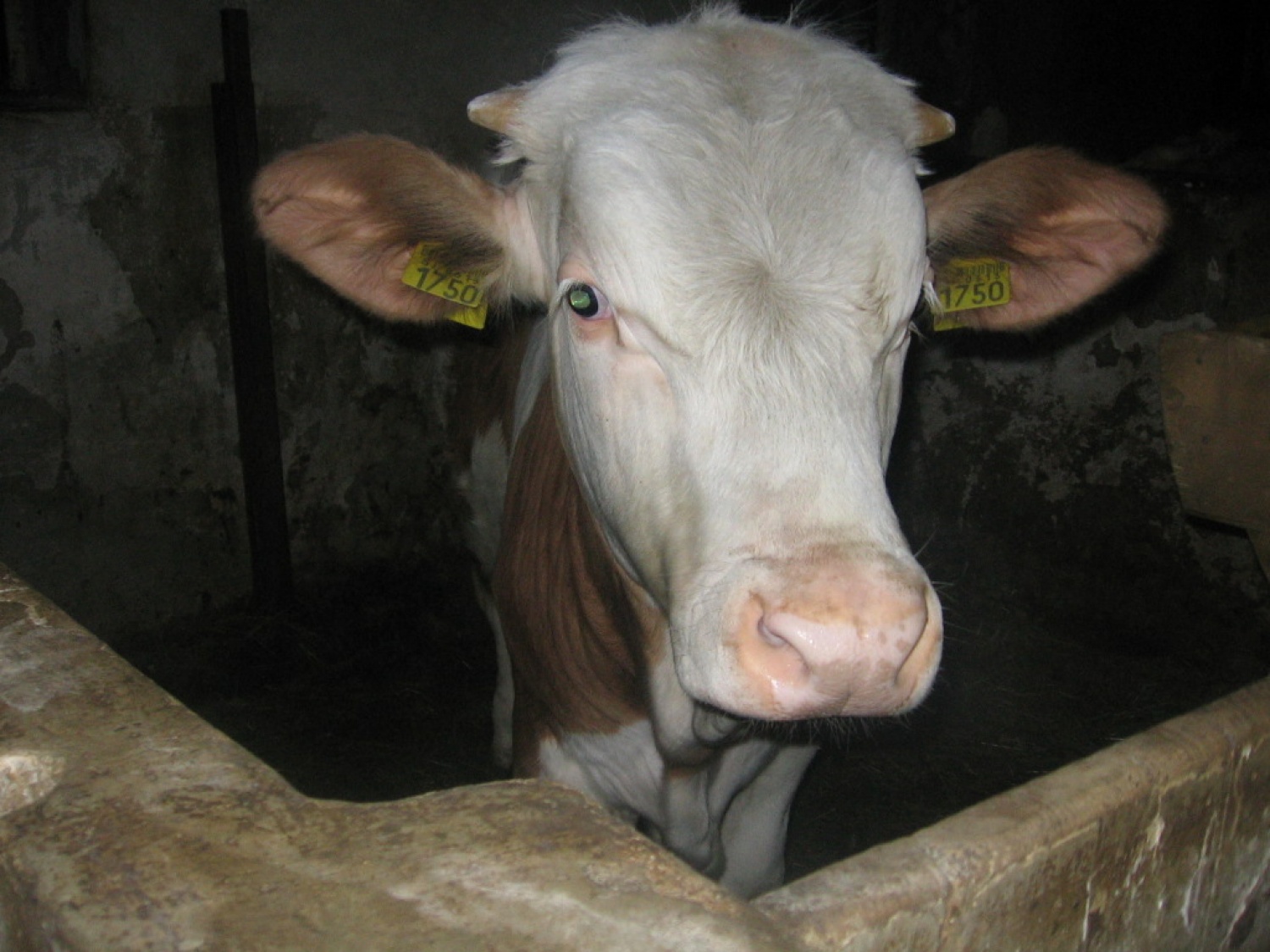 Ljubljana 2 - zimovanje