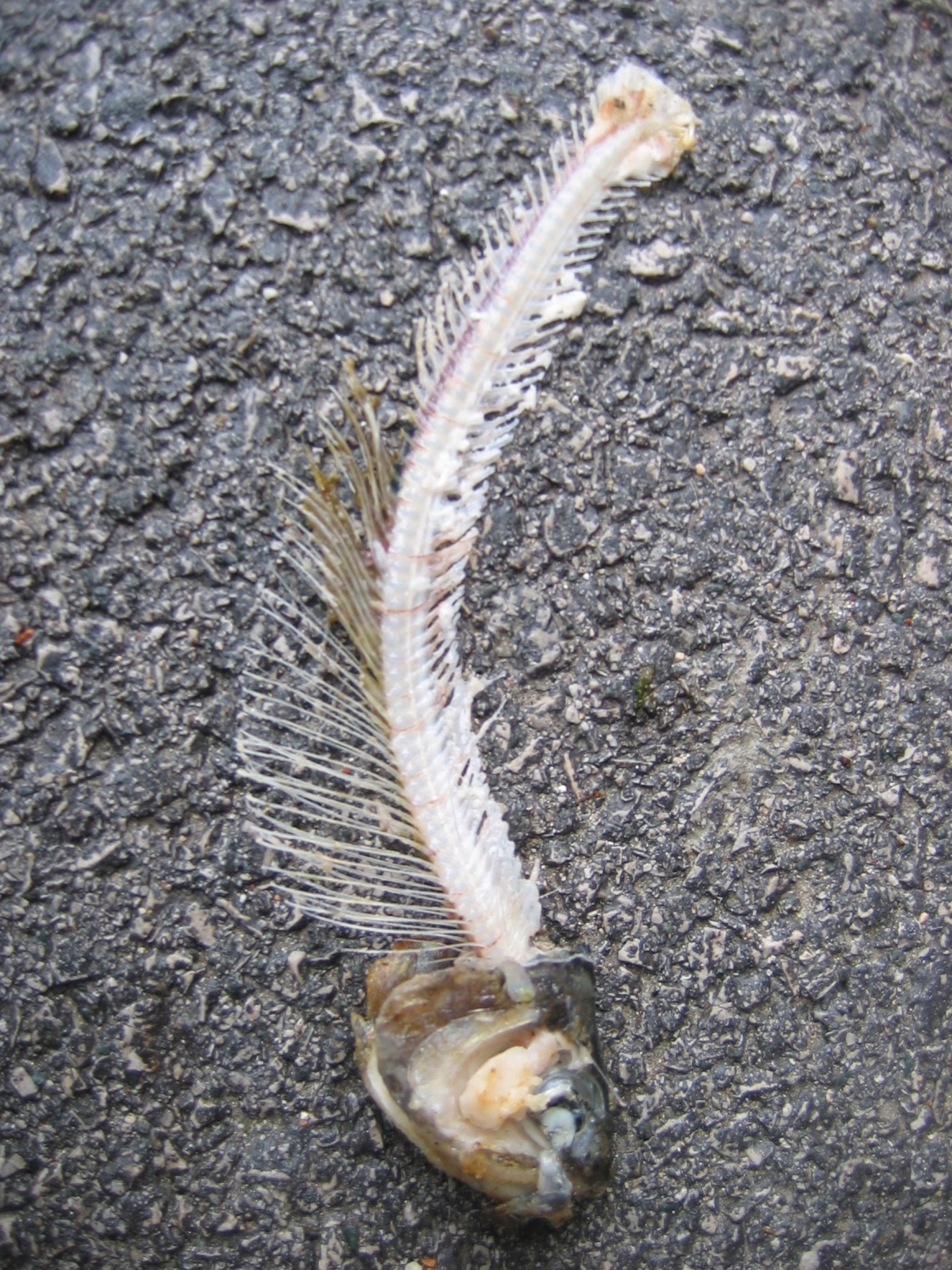 ˝Poletel bom!˝  je odmevalo iz 19 + 8 skavtskih src na poti od Kamnika čez Menino planino in nazaj v Kamnik.