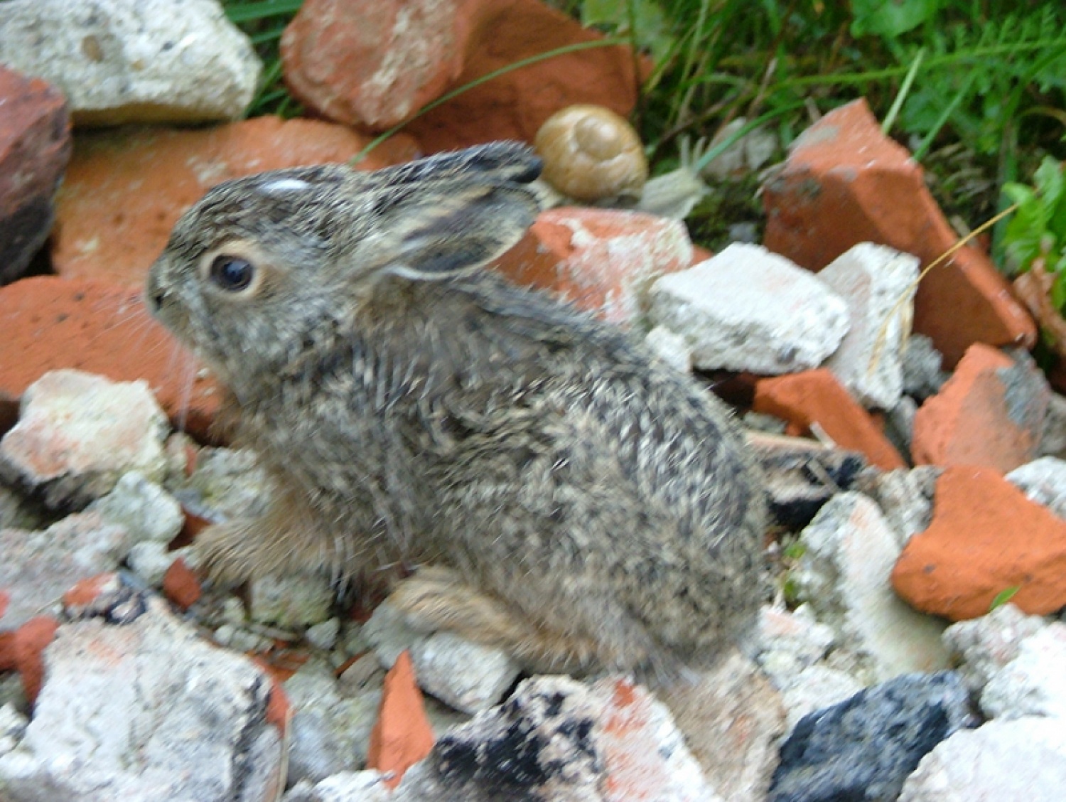 Zajček prebiva v okolici doma