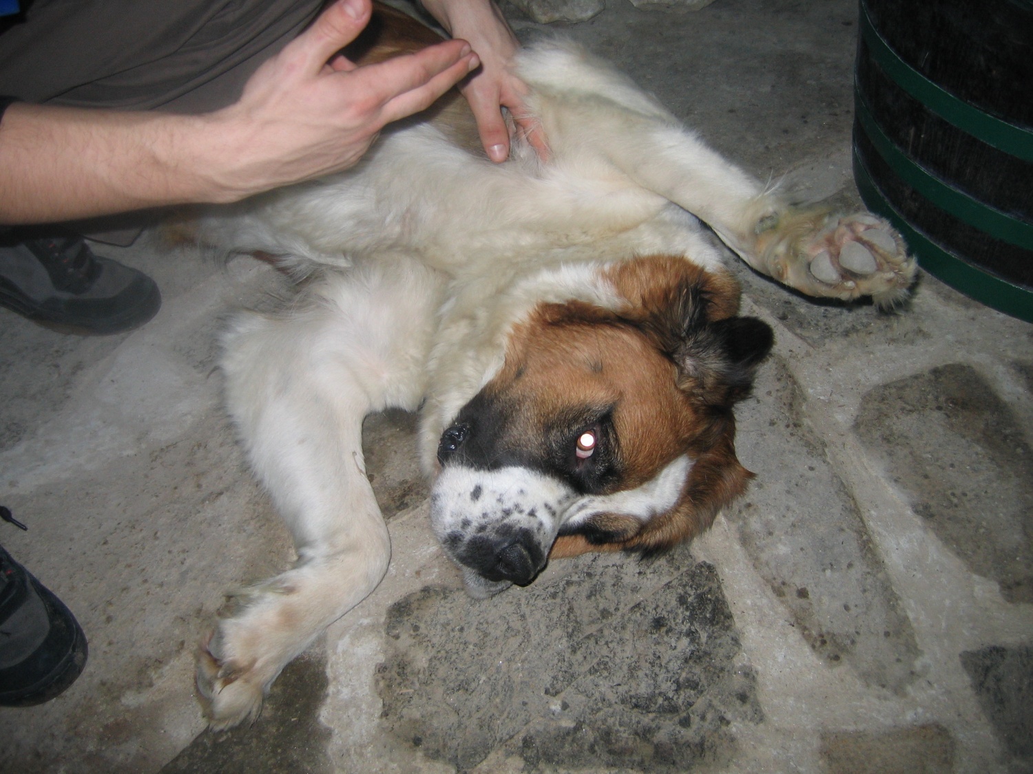 Kaj vse se je dogajalo v Slovenski Bistrici 20.in 21.januarja 2007