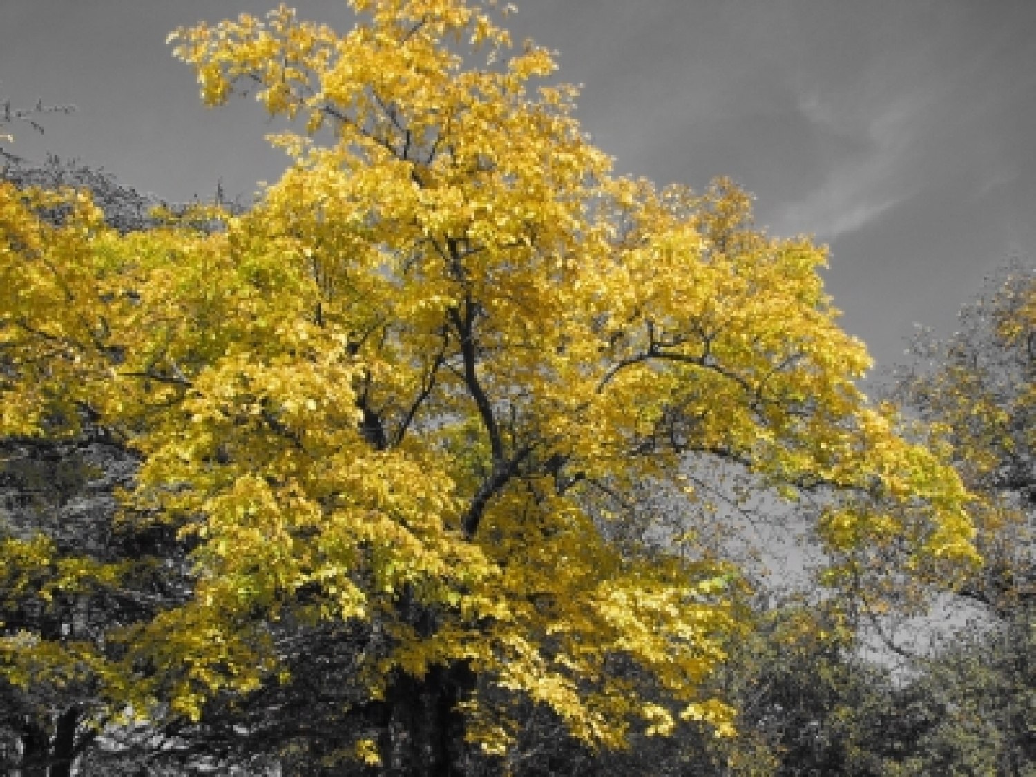 drevo v jesenskih barvah