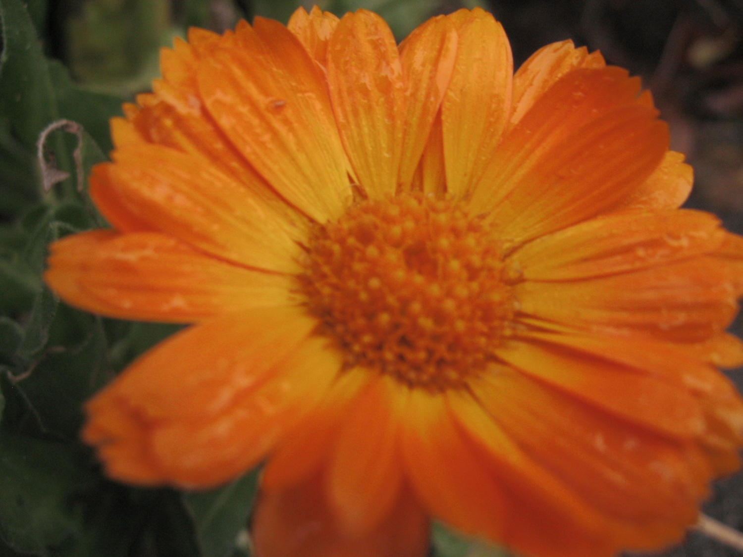 Start: Sežana
Vmesna postaja: Divača
Cilj: Vremski Britof