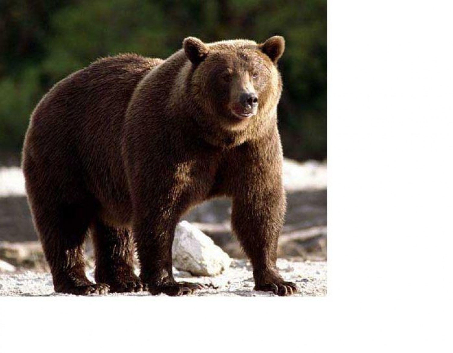 Odgovorni voditelj z mogočno šapo