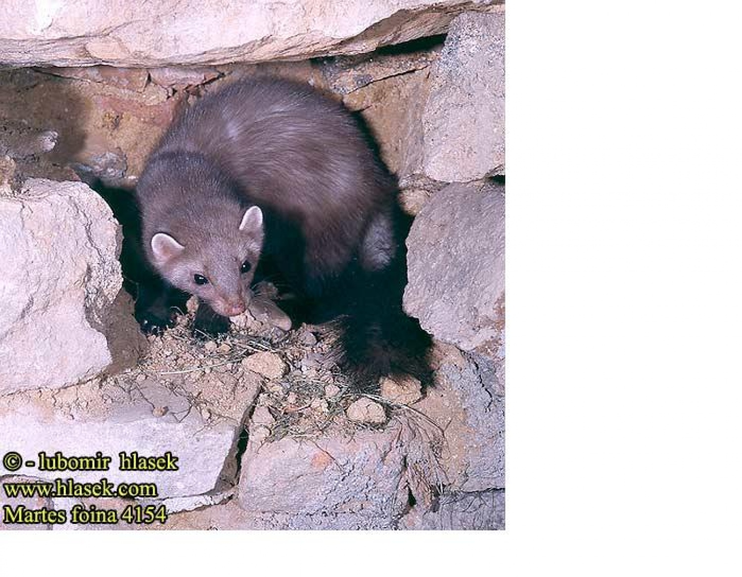 Ženski del tehnične dvojice