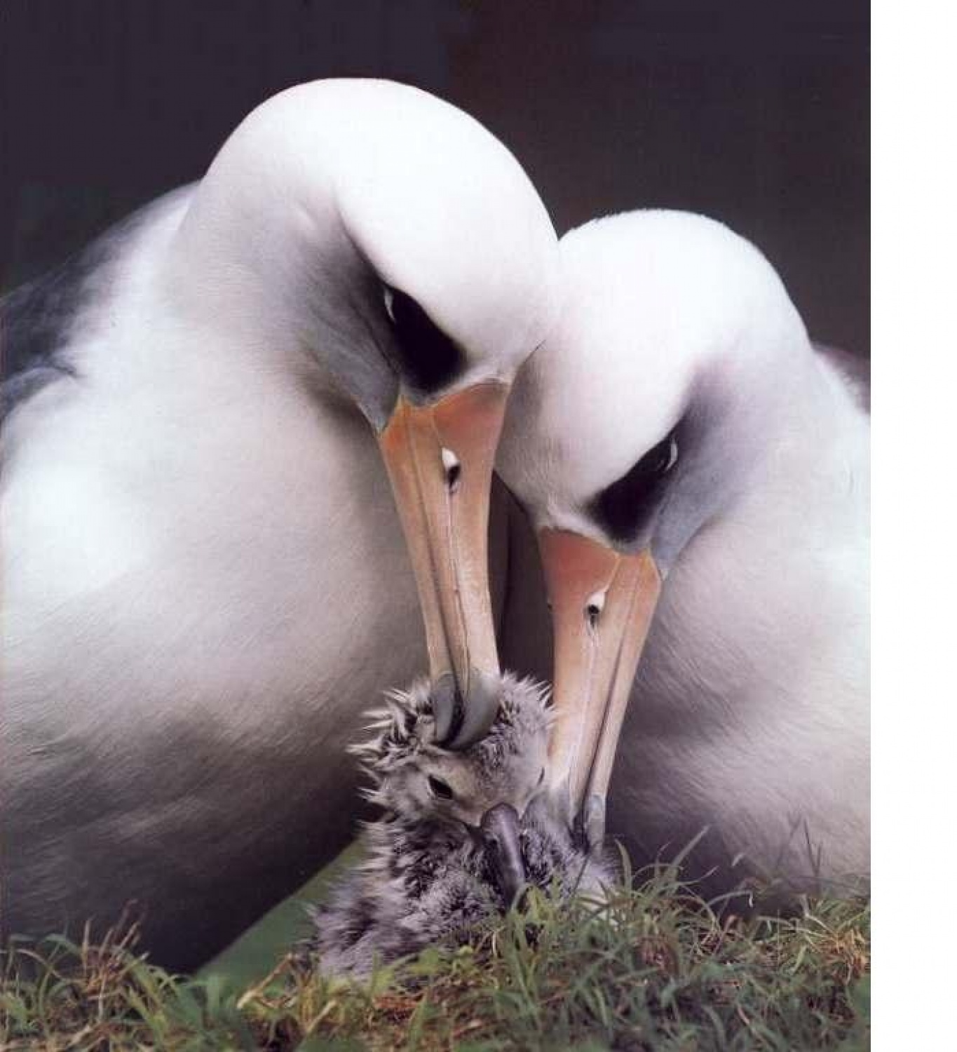 Eden bolj veselih voditeljev