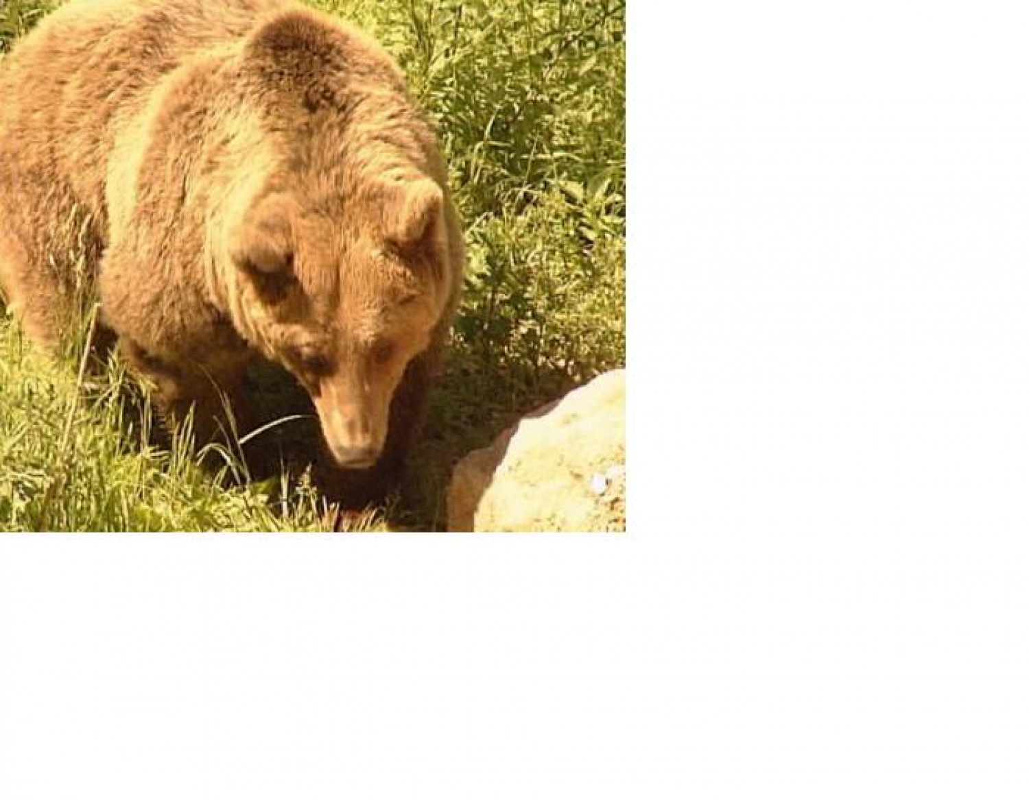 Eden bolj zgovornih voditeljev