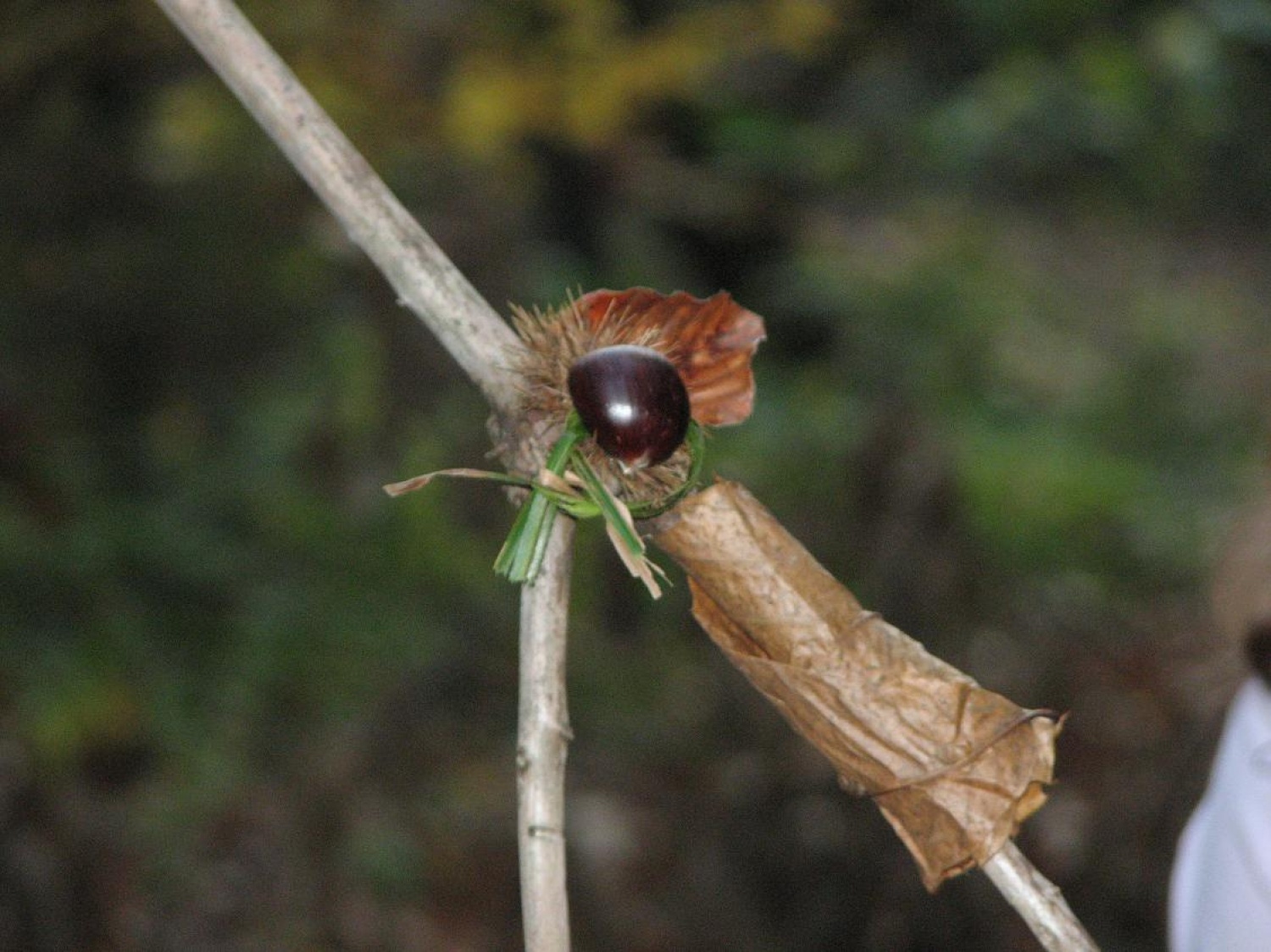 Izhod vodnikov čete Škotskih koliščarjev