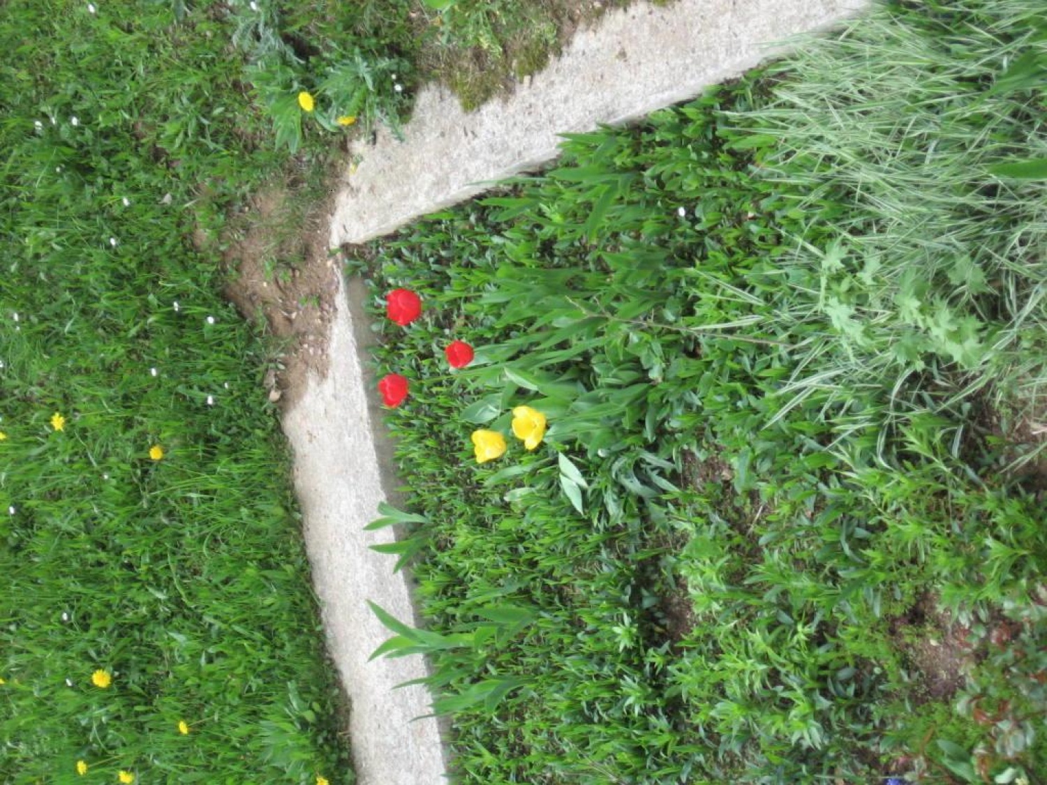 narava, drevo, skavti, studio, radio